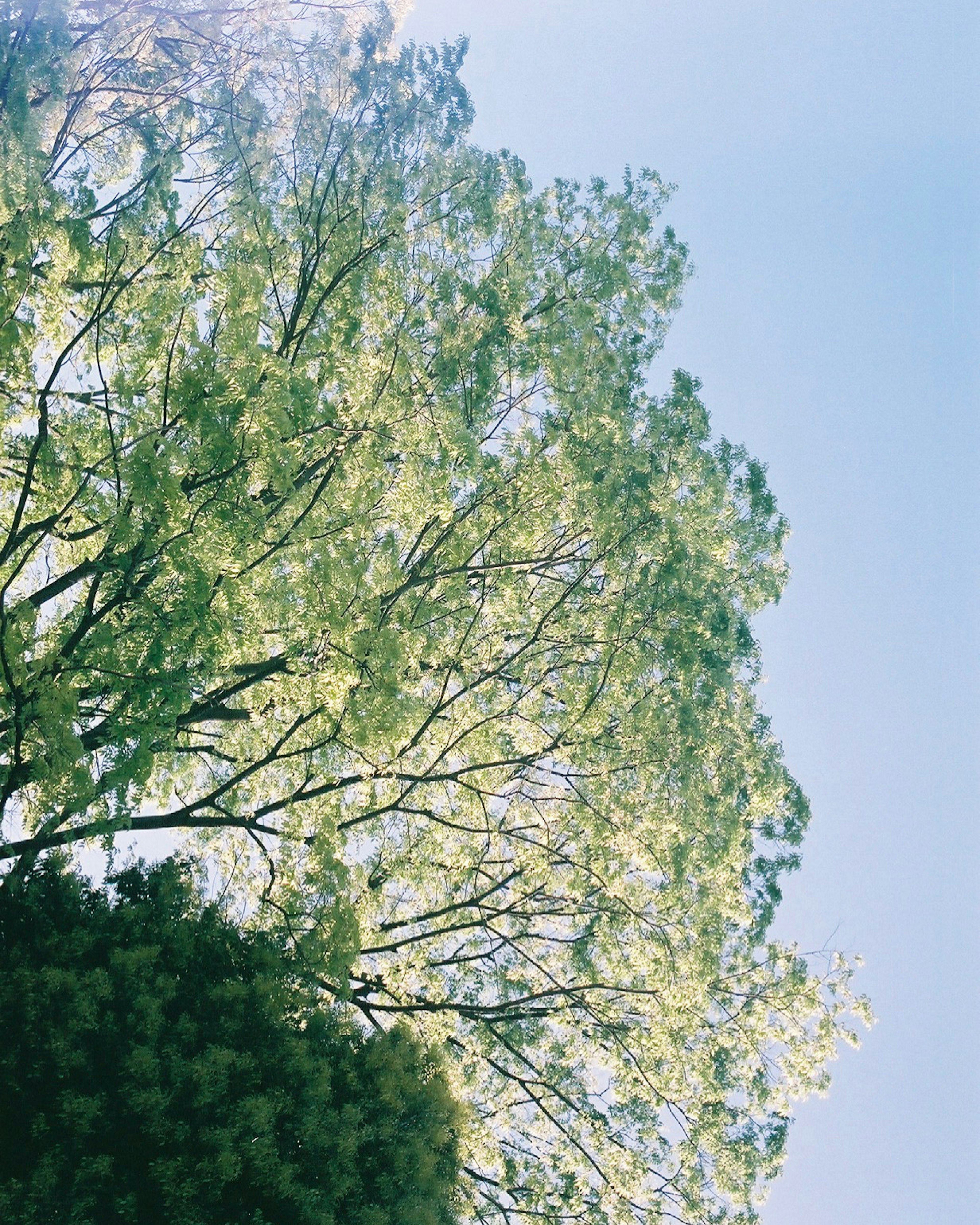 Lush green tree leaves under a blue sky