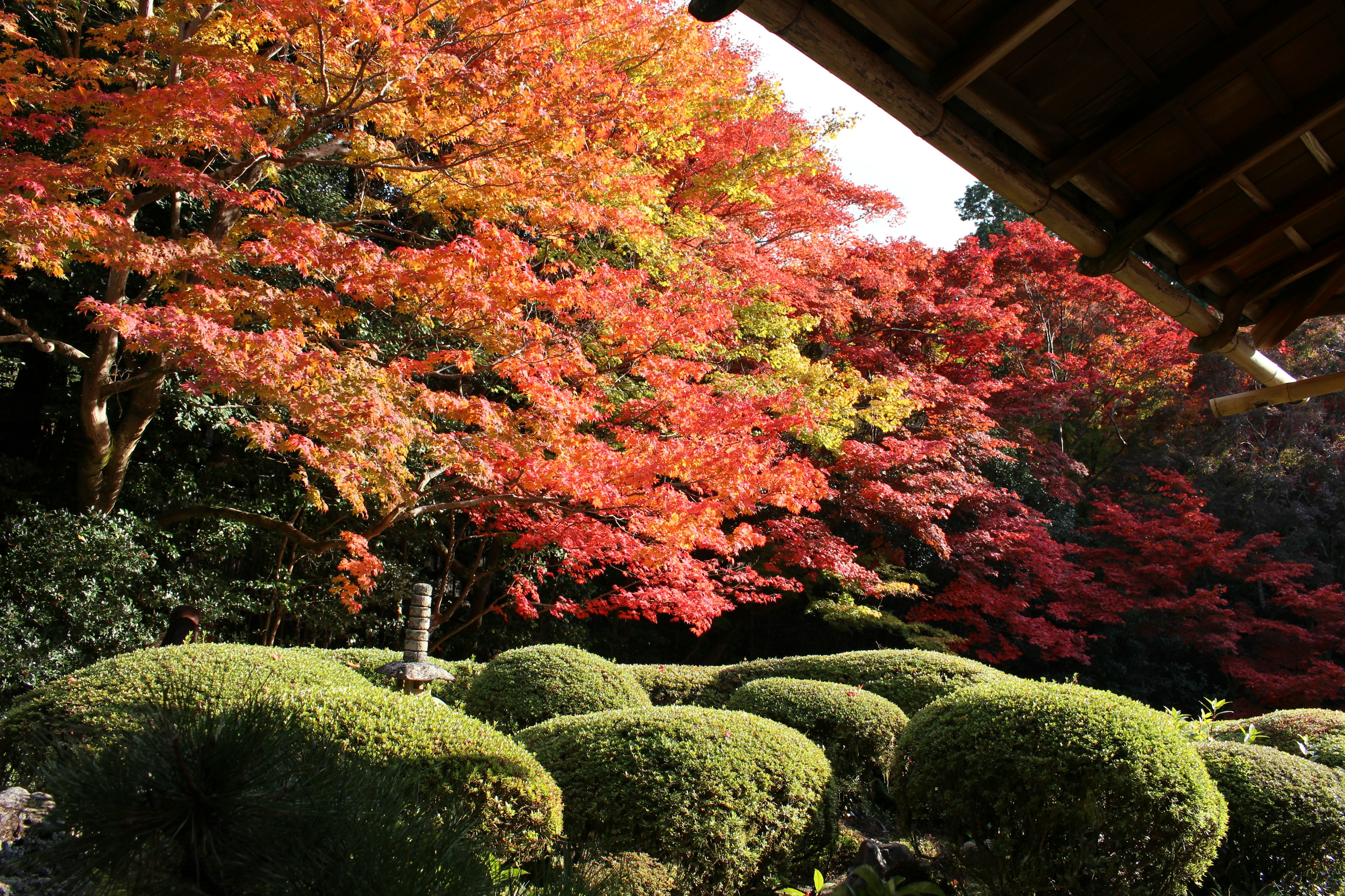 Ein malerischer japanischer Garten mit lebhaftem Herbstlaub und gepflegten runden Sträuchern