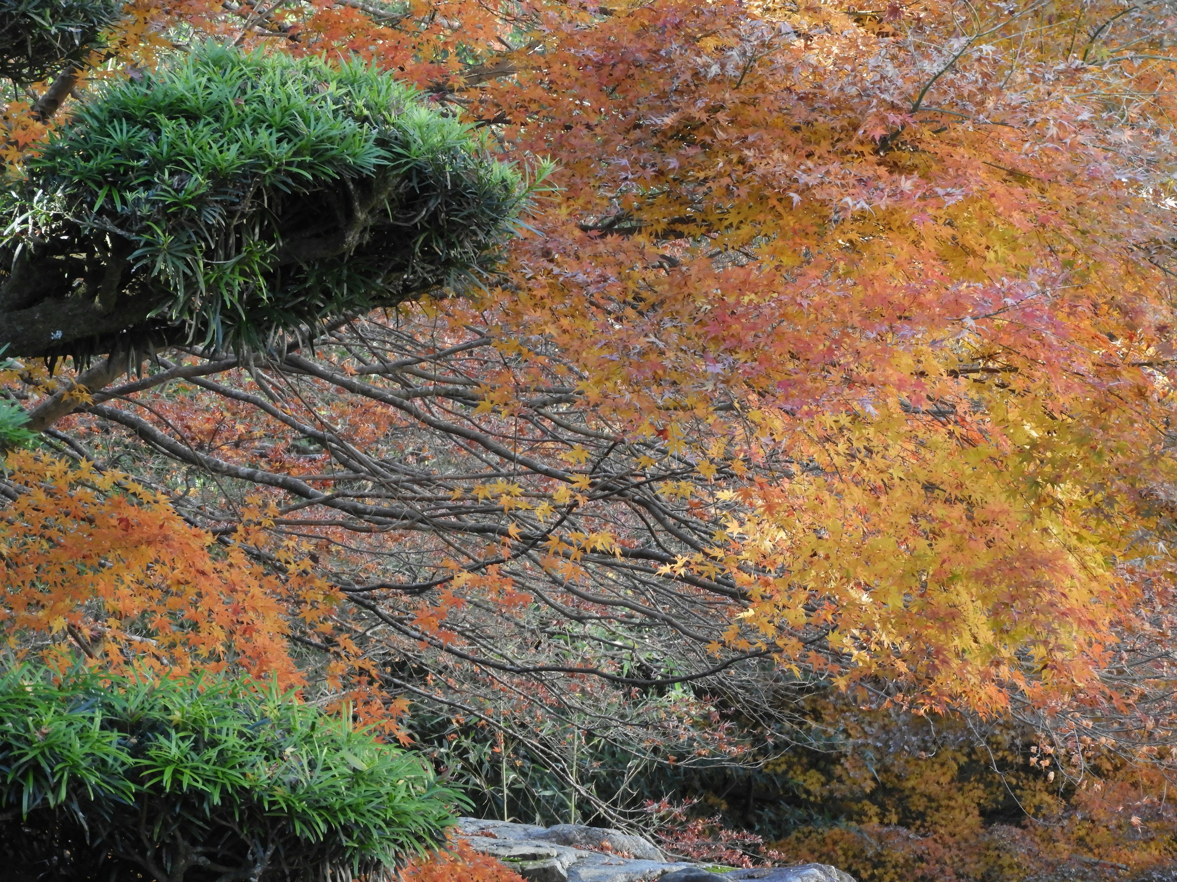 Colorful moss-covered rock surface with green plants