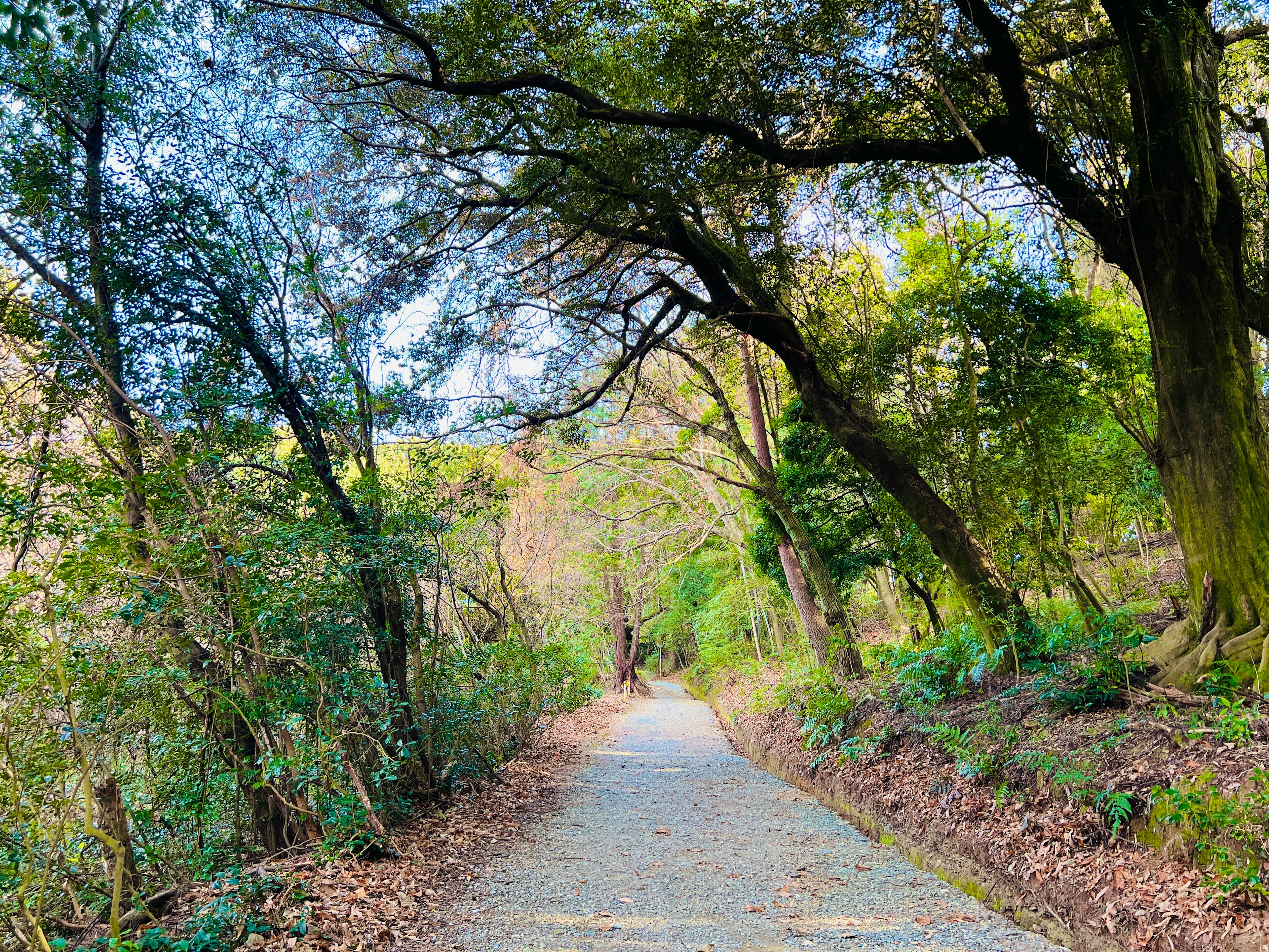 Camino pintoresco a través de un bosque verde con árboles a los lados