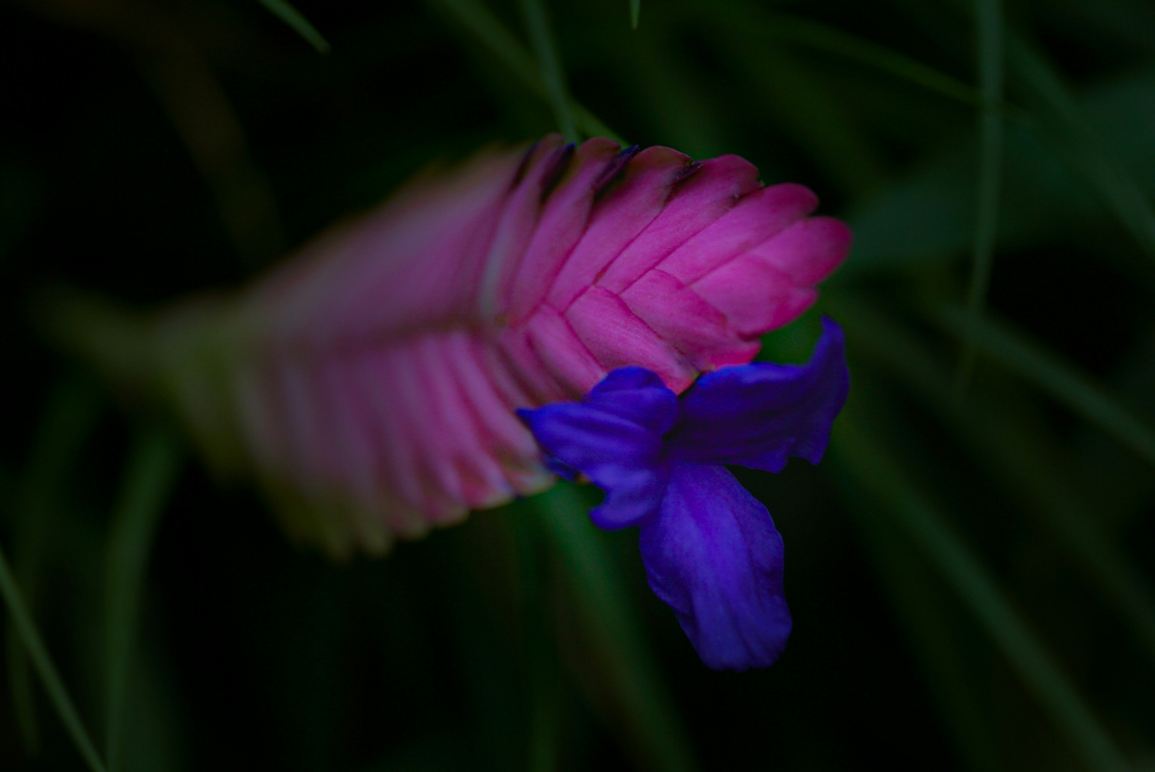 Flor morada vibrante junto a una hoja rosa en un fondo verde oscuro