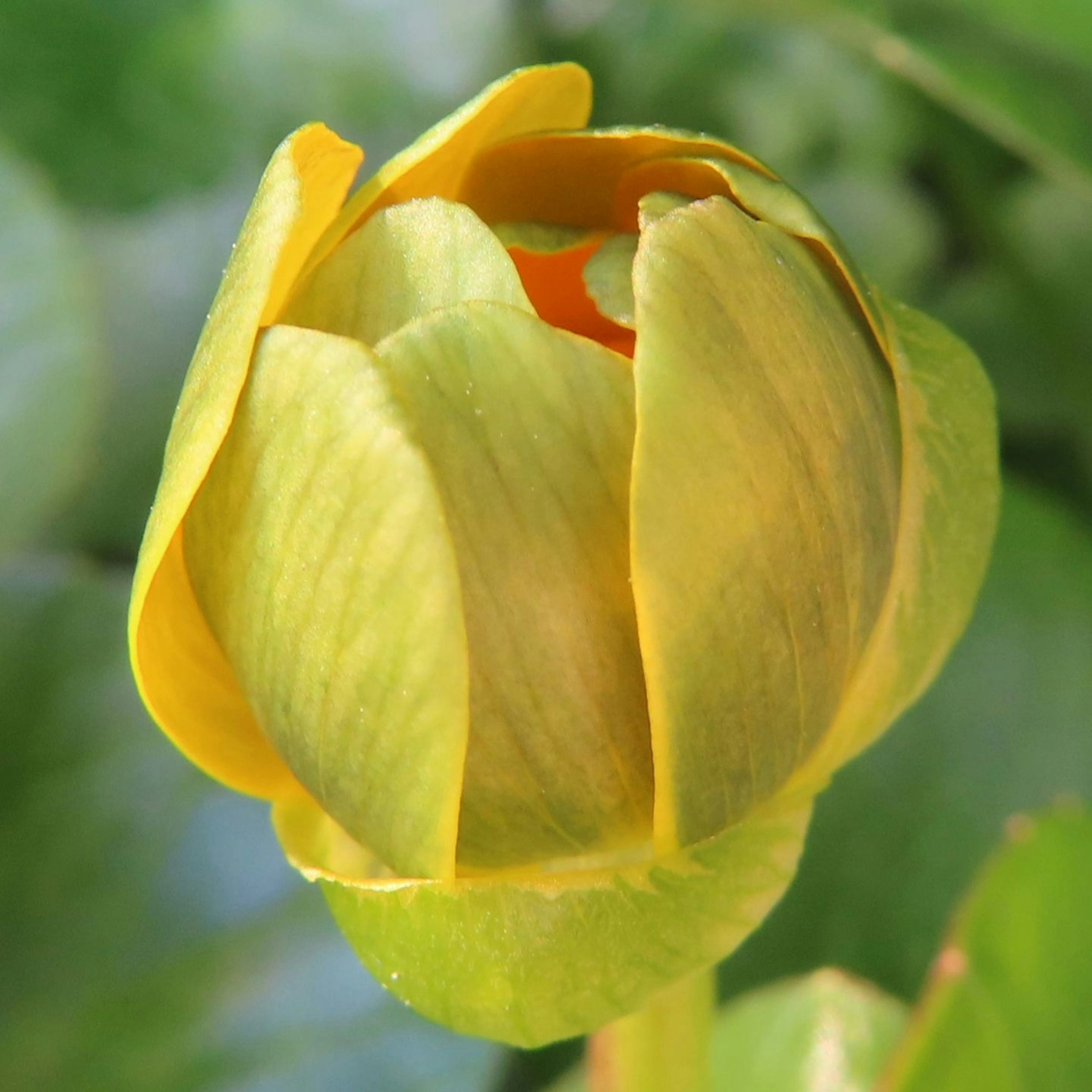 Bellissimo bocciolo di fiore giallo su sfondo verde