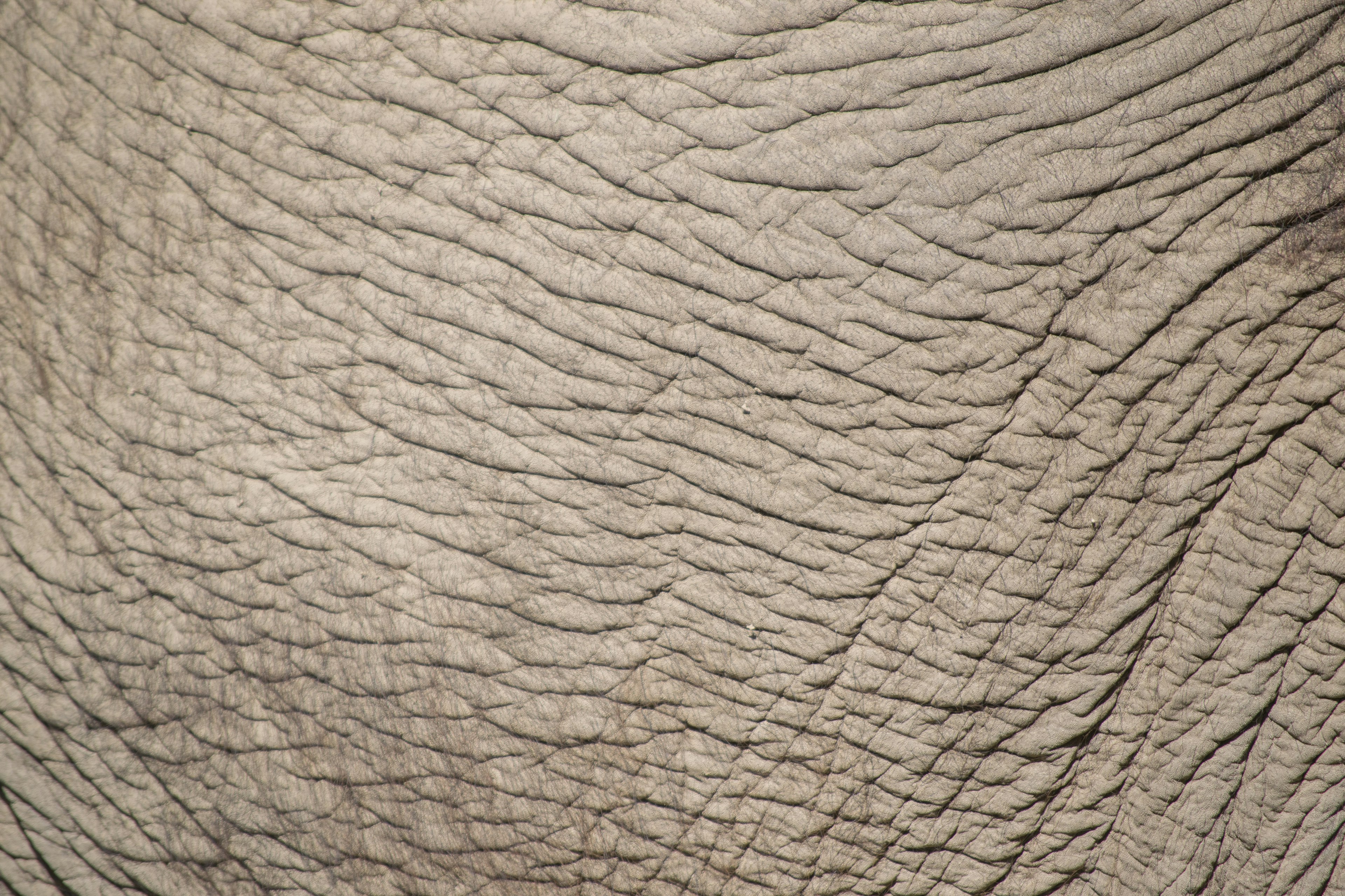 Primo piano della texture della pelle di un elefante