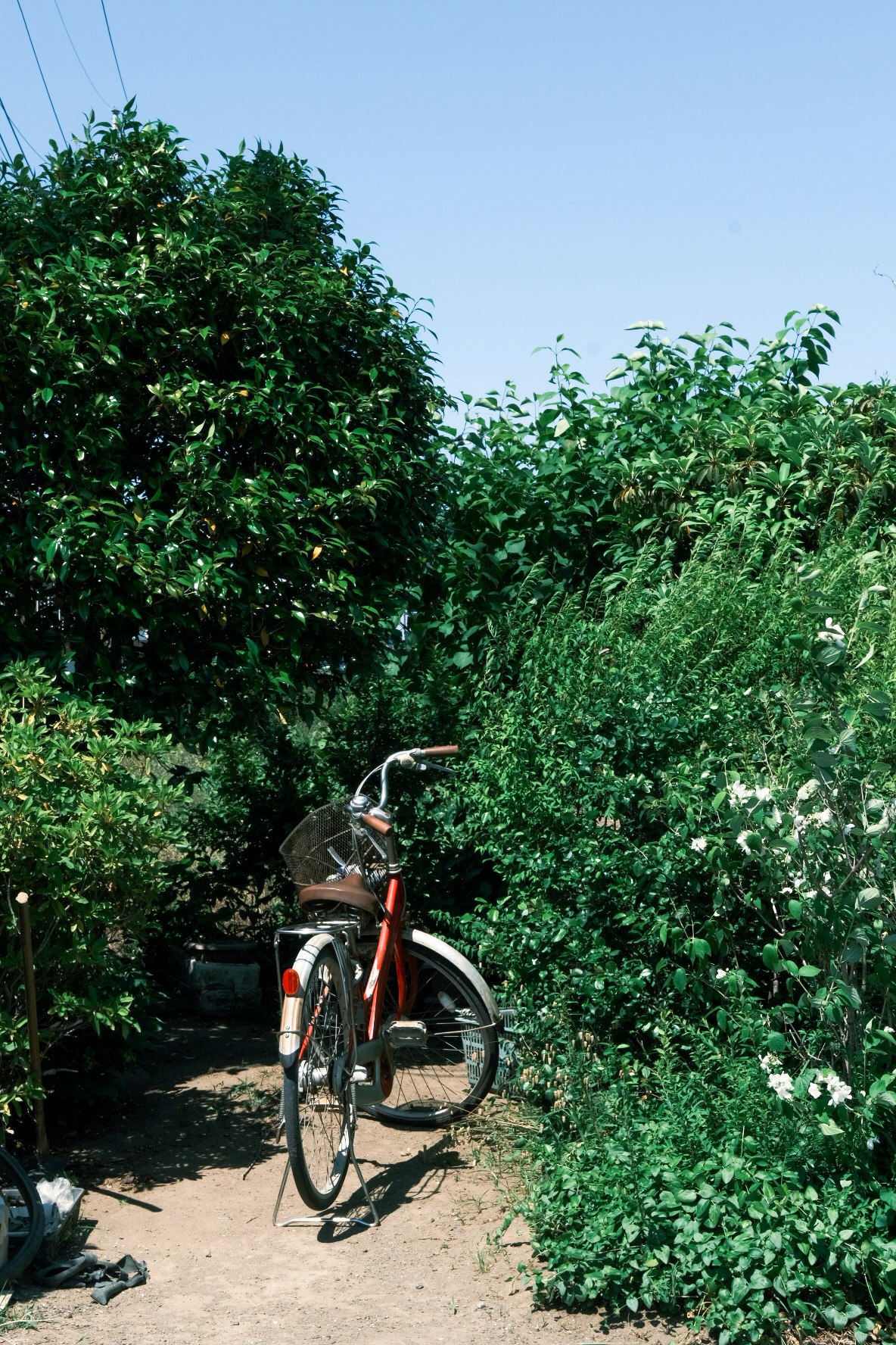 A red bicycle parked in a lush green garden