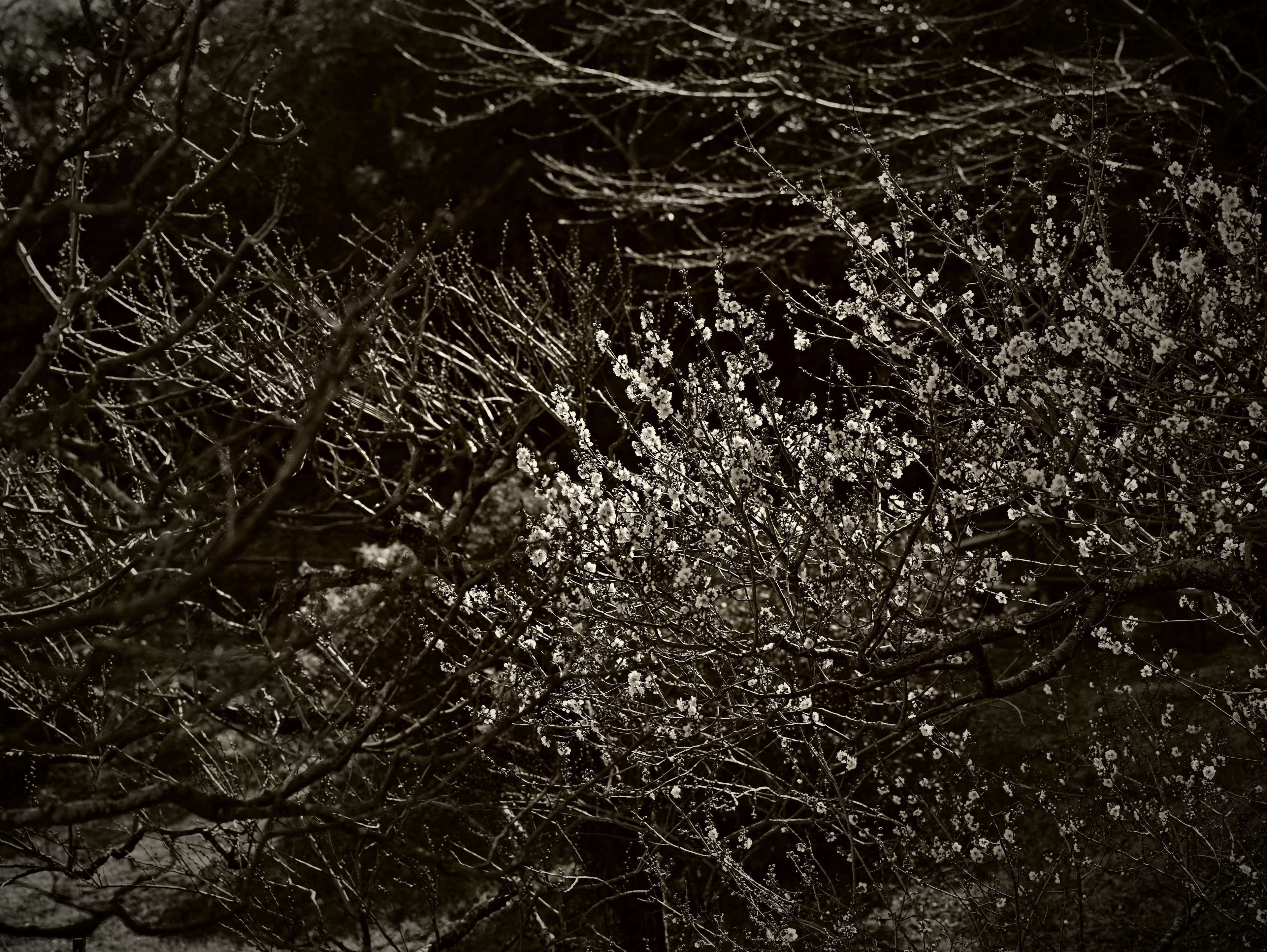 Close-up view of tree branches and flowers covered in snow