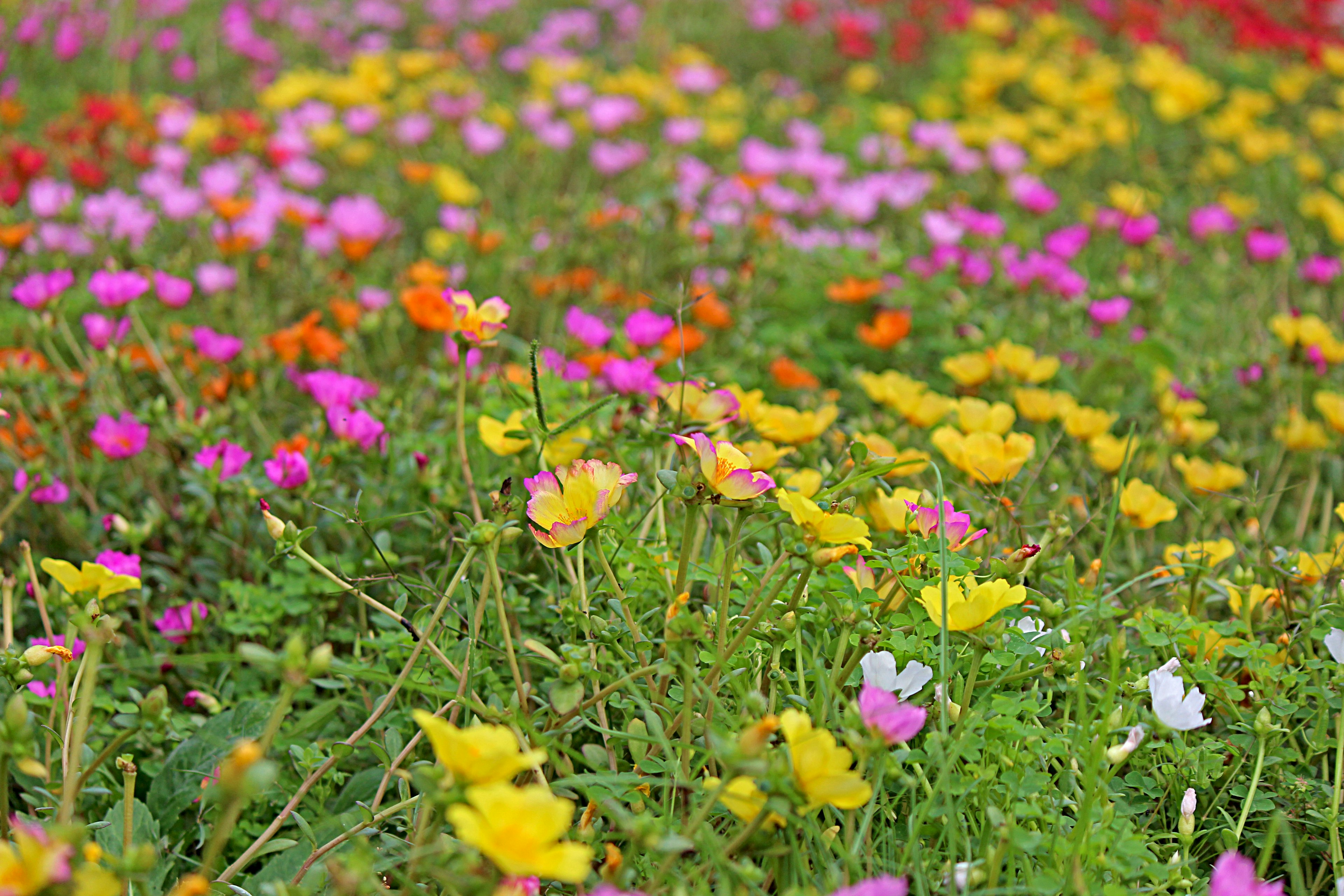 Un vibrante campo de flores con varios colores incluyendo amarillo, rosa y blanco entre la hierba verde