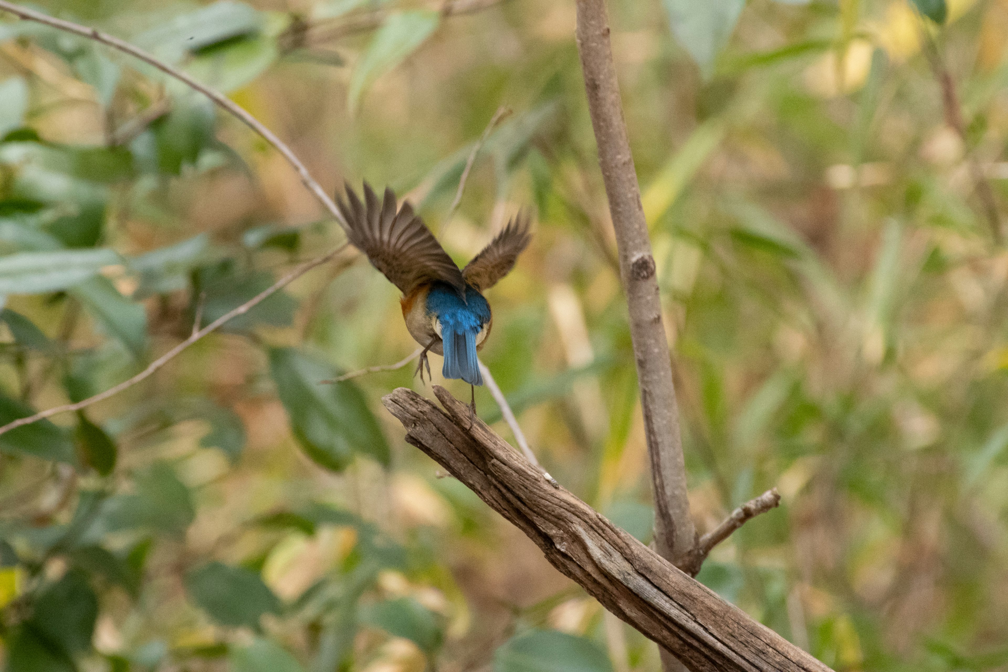 Seekor burung kecil dengan bulu biru bertengger di cabang