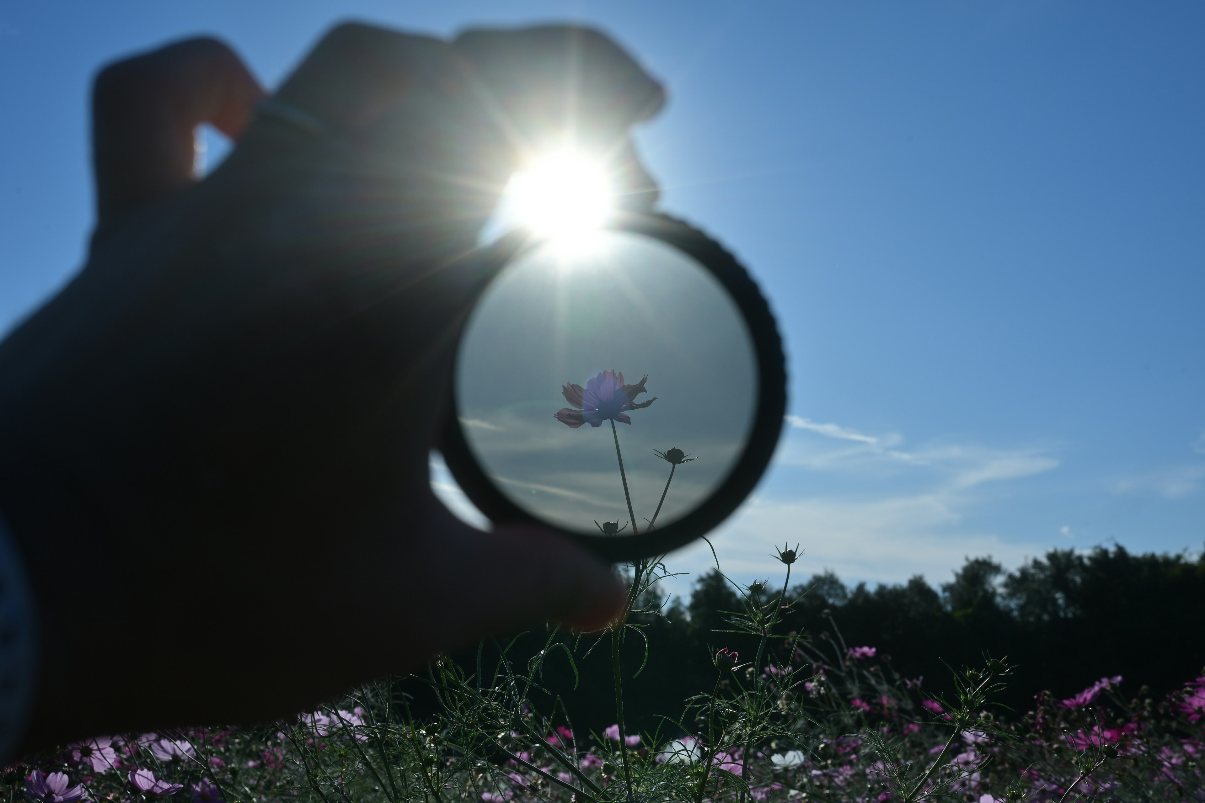 A hand holding a lens revealing a flower and blue sky