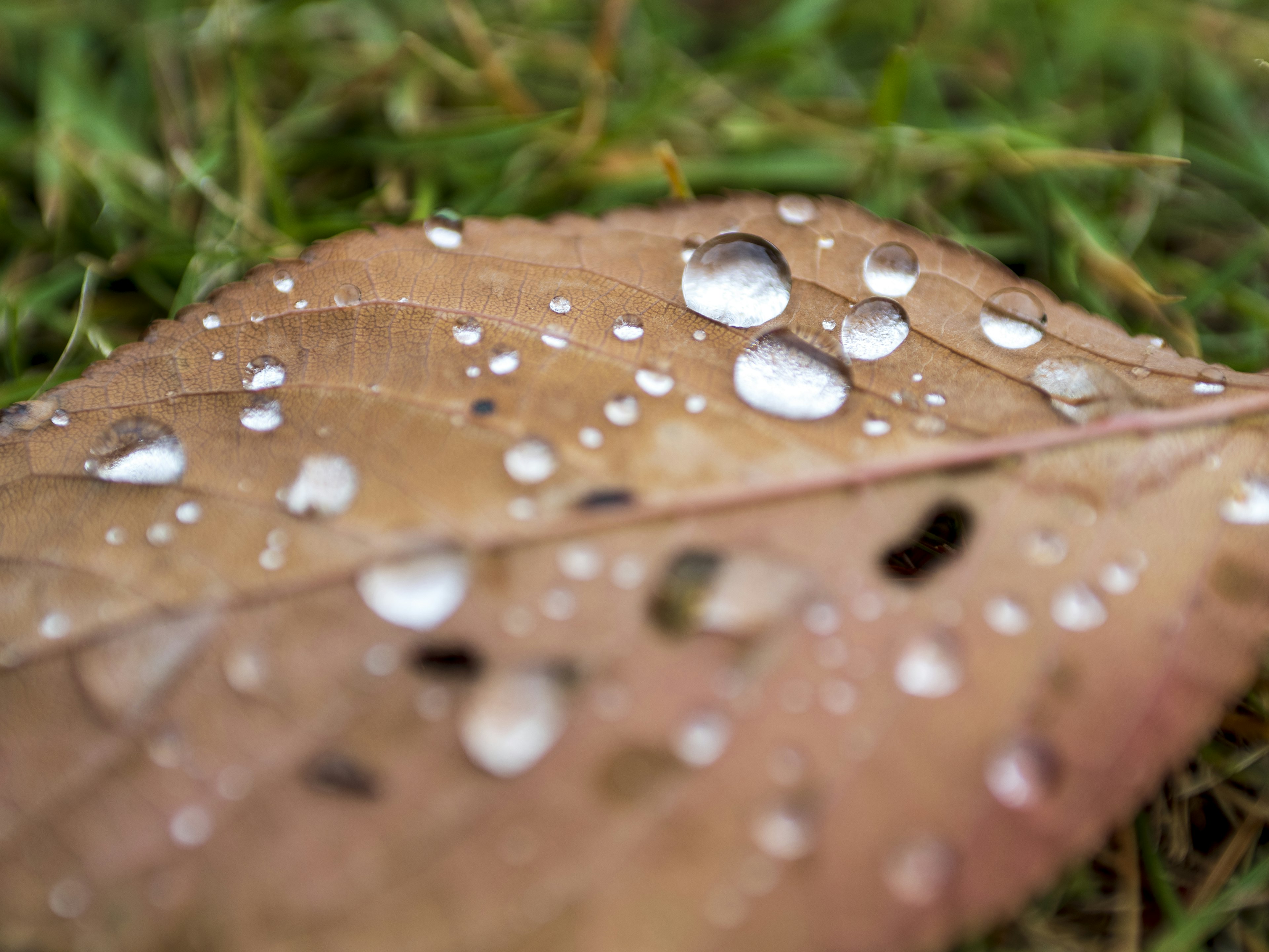 Brown leaf with water droplets on green grass