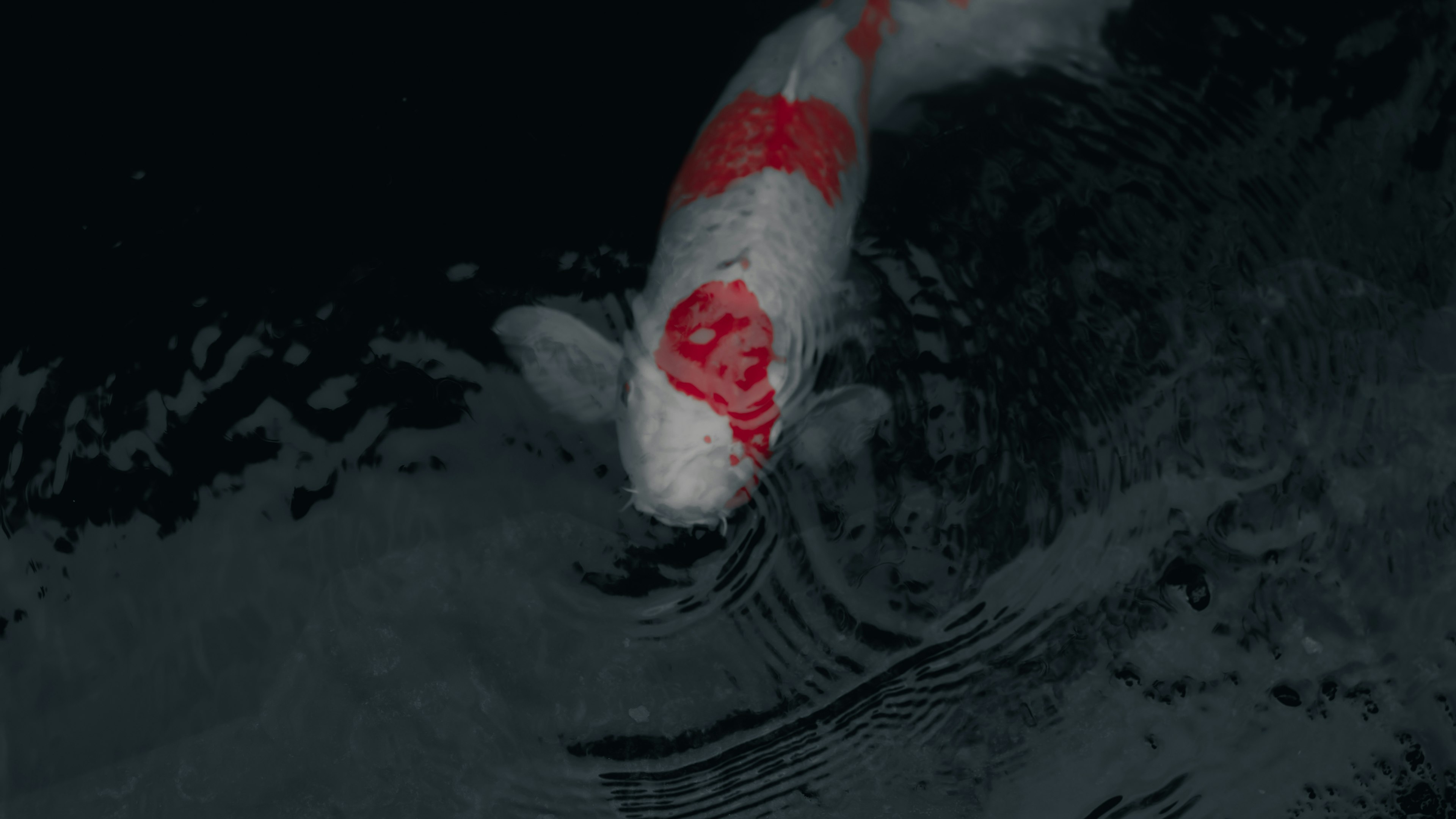 Un pez koi blanco con patrones rojos nadando en la superficie del agua