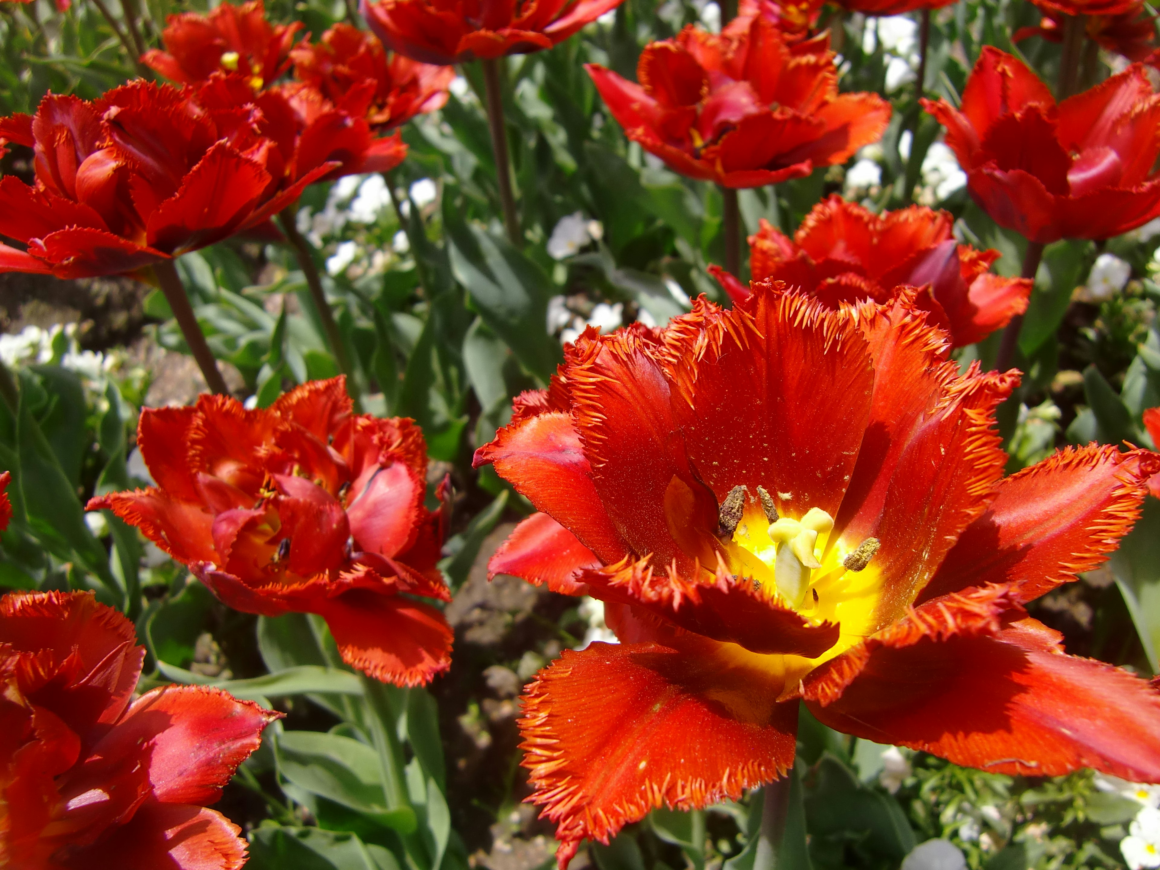 鮮豔的紅色鬱金香花在花園中盛開