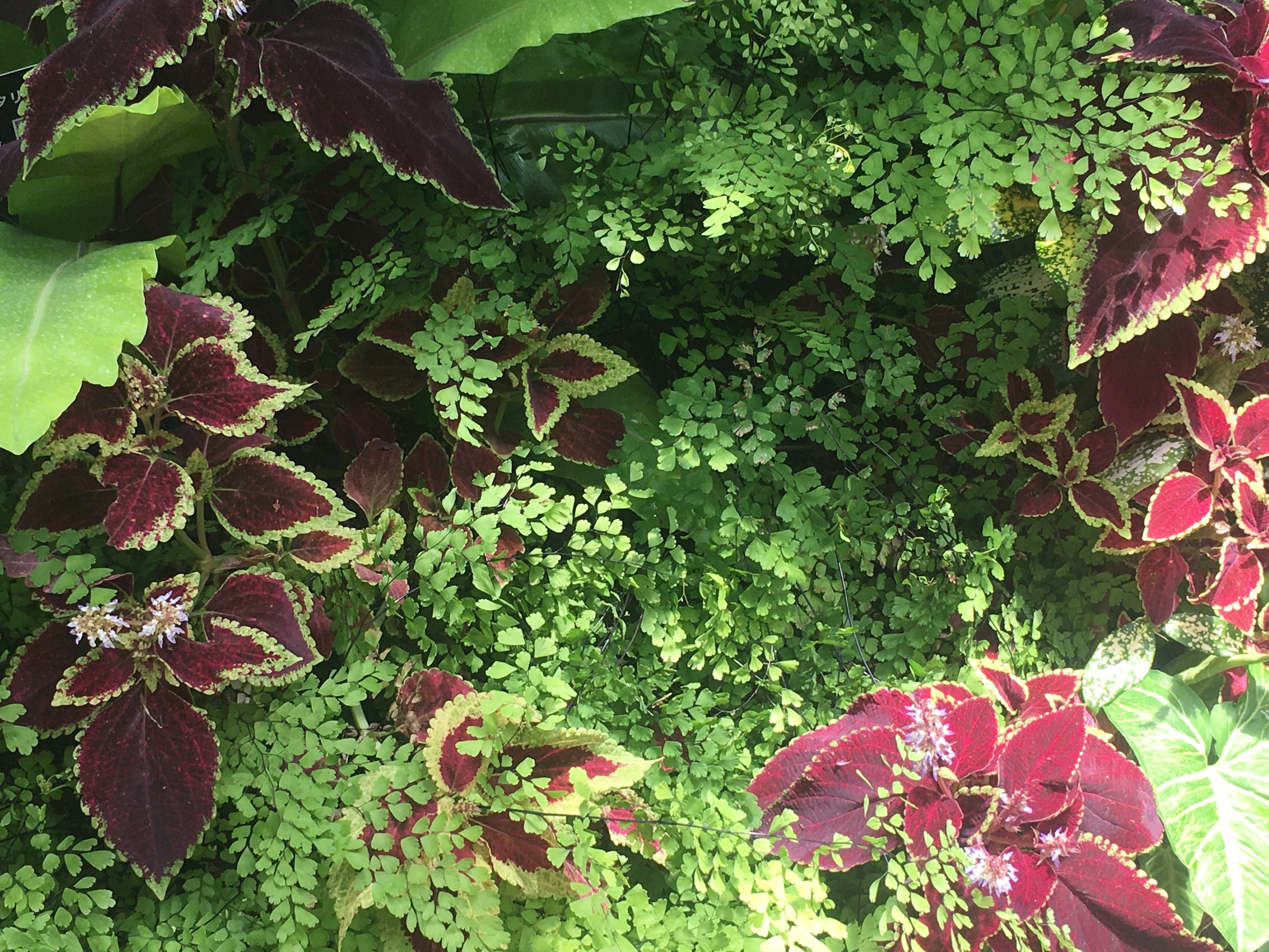 緑の葉と赤紫のコレウスの植物が混ざり合った豊かな植物の群生