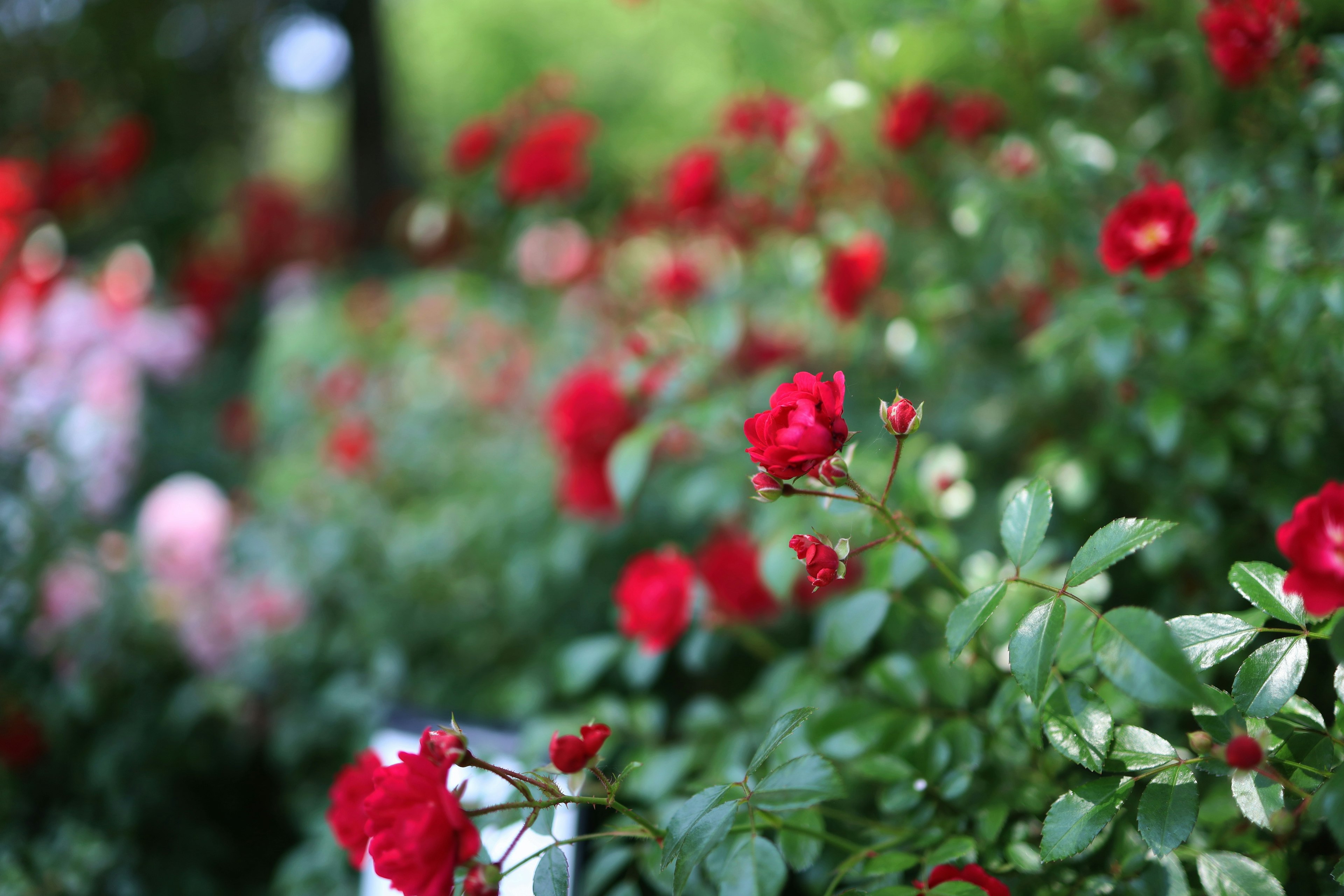 Un jardin rempli de roses rouges en fleurs