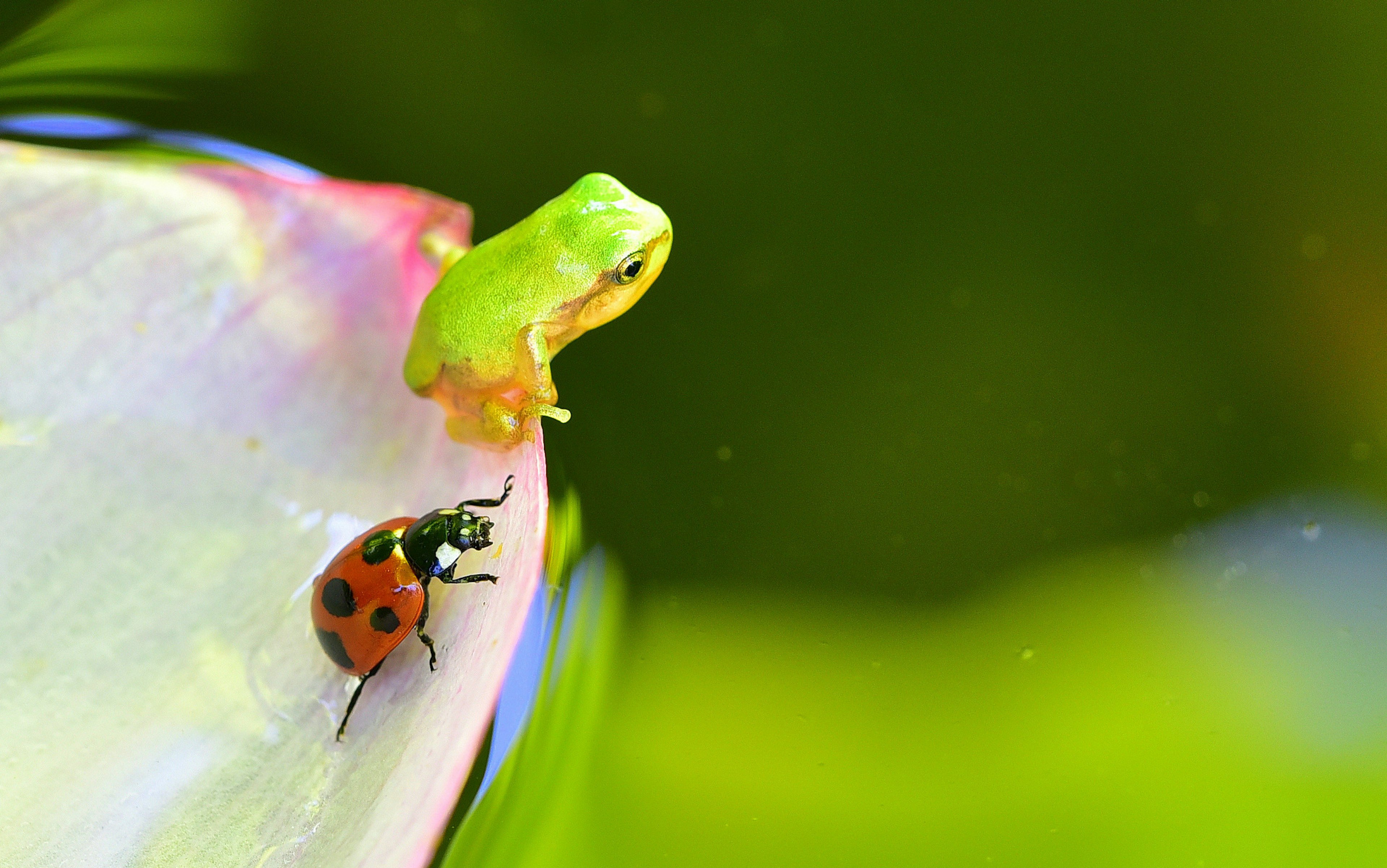 Una rana verde posada sobre un pétalo de flor con una mariquita roja cerca