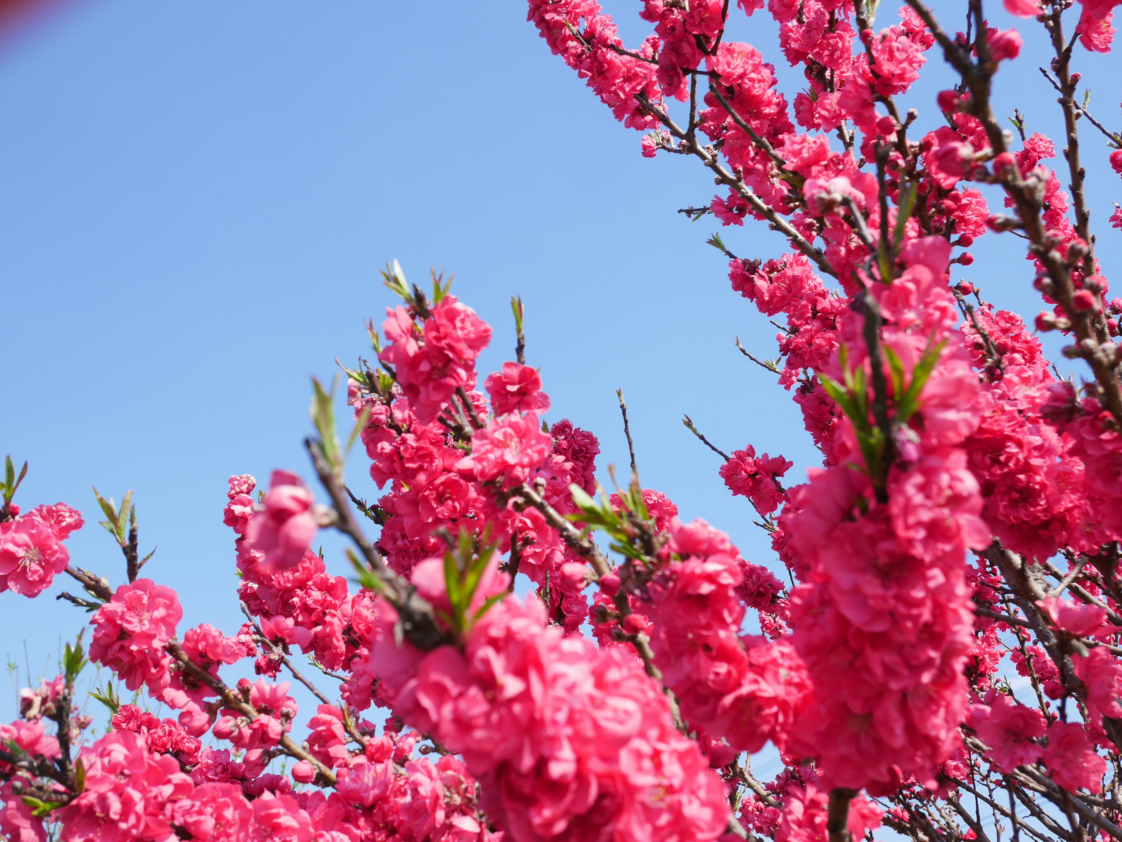 Branches covered in vibrant pink blossoms against a clear blue sky