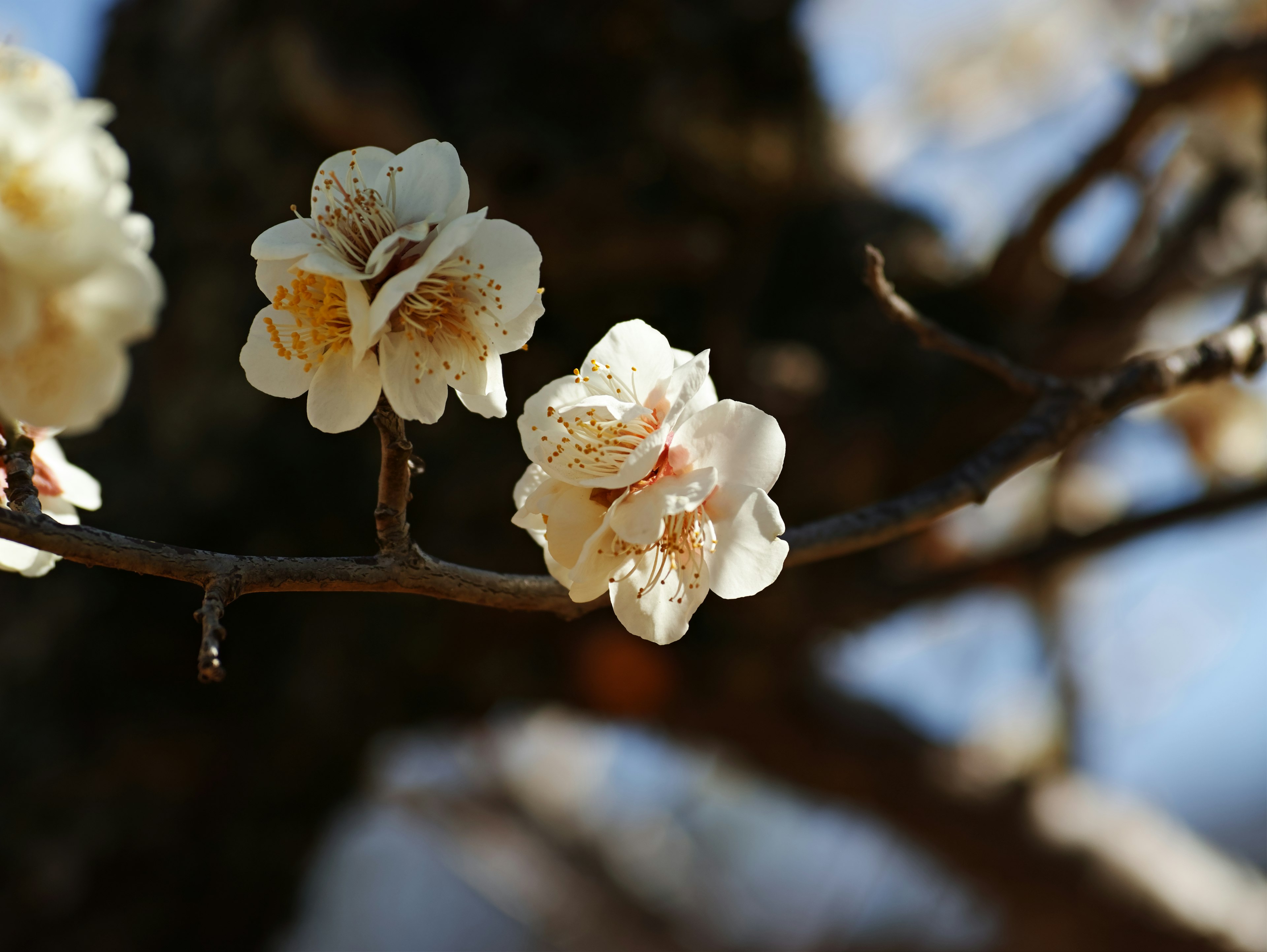 Weiße Pflaumenblüten an einem Zweig mit verschwommenem Hintergrund