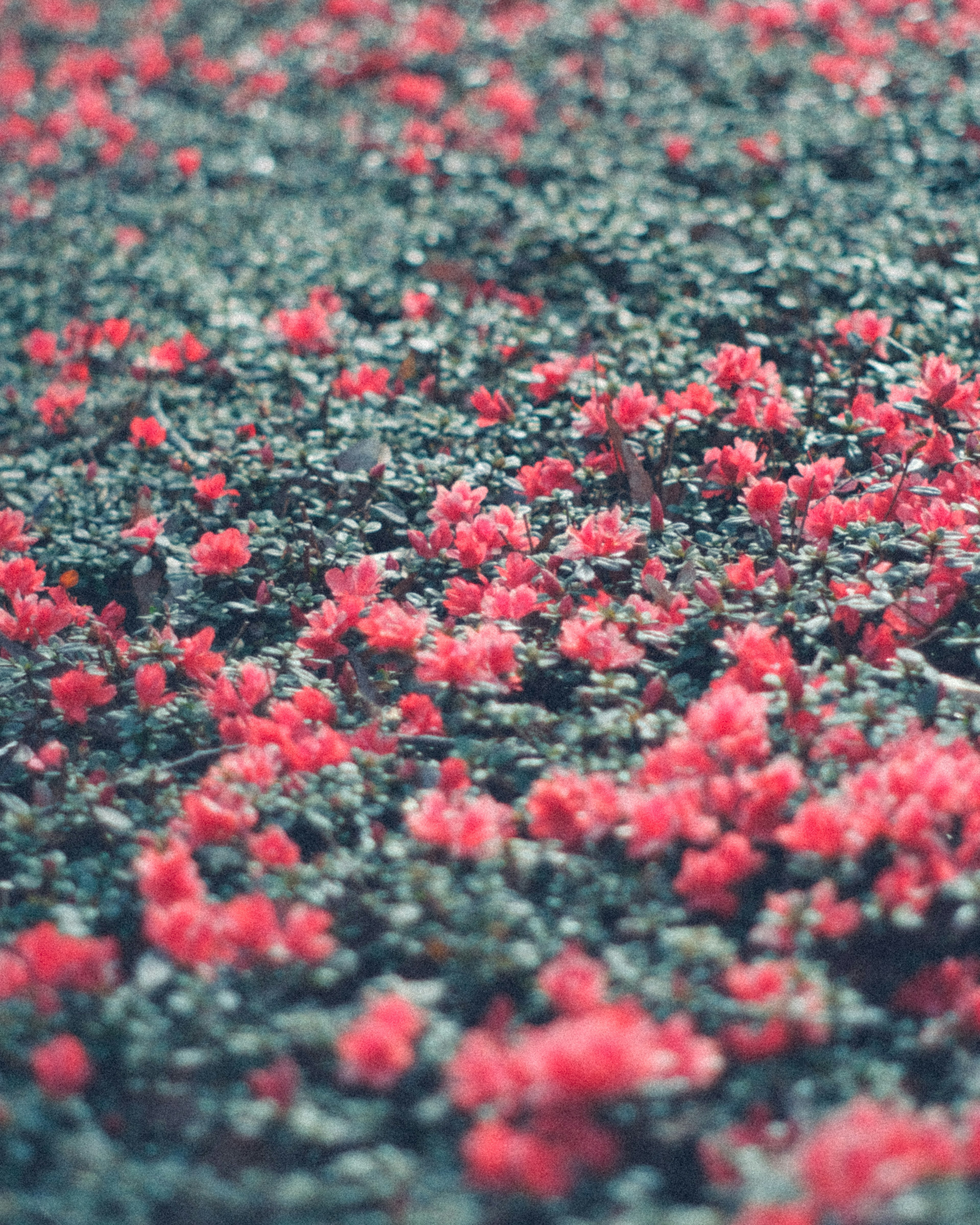 A landscape with blooming red flowers against a green background