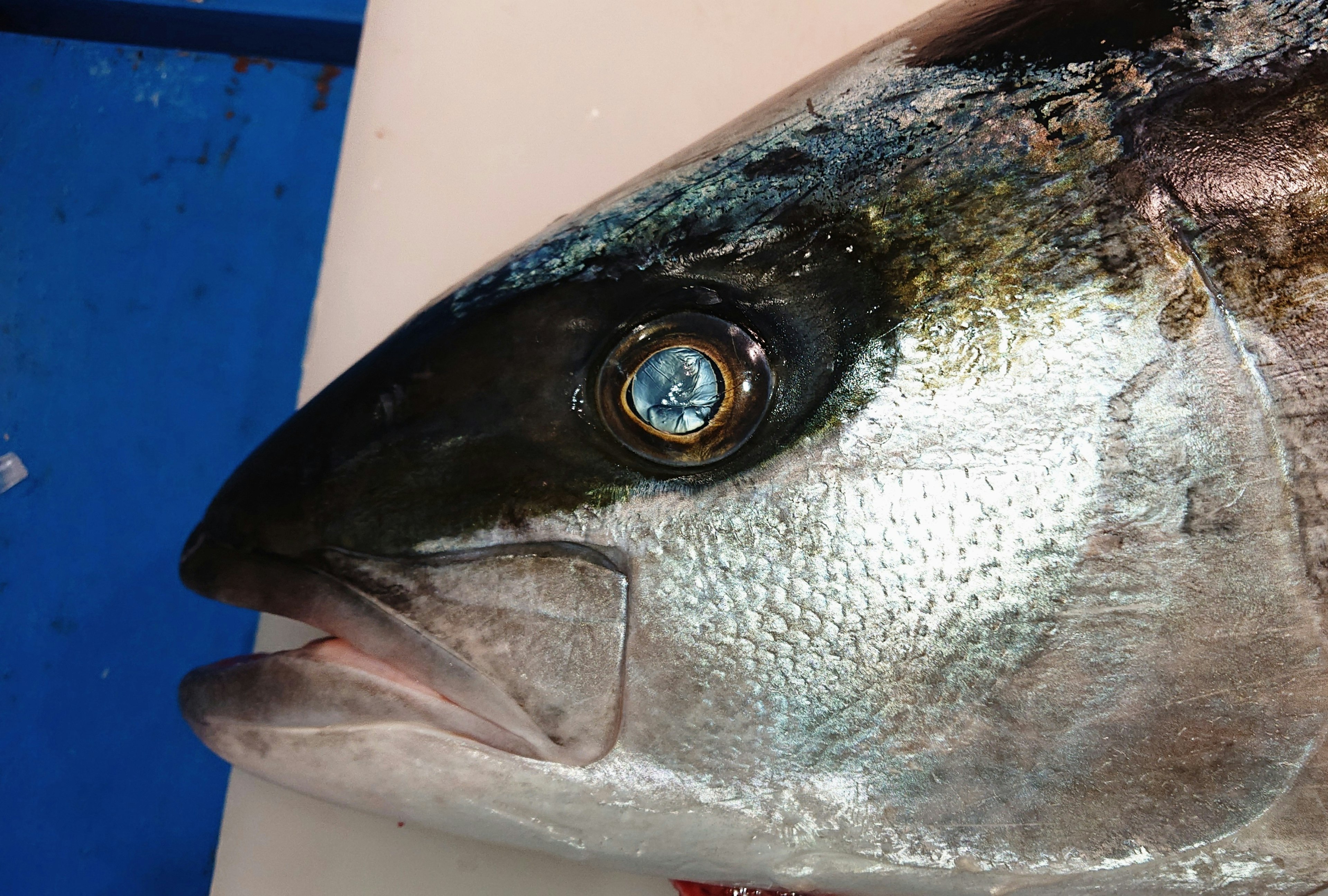 Close-up of a fish head featuring a distinctive blue eye