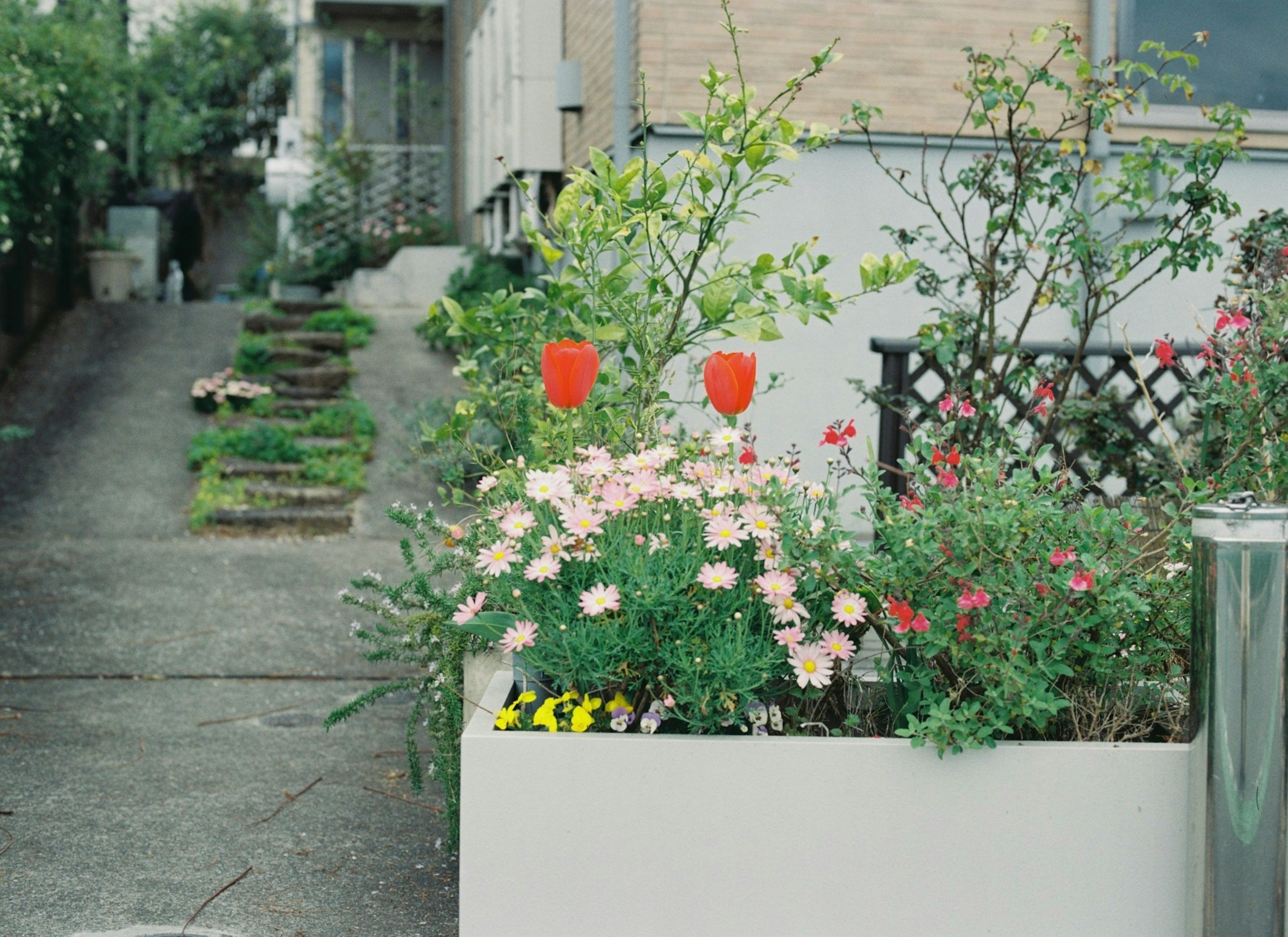 Flower bed with red tulips and pink flowers in a garden setting