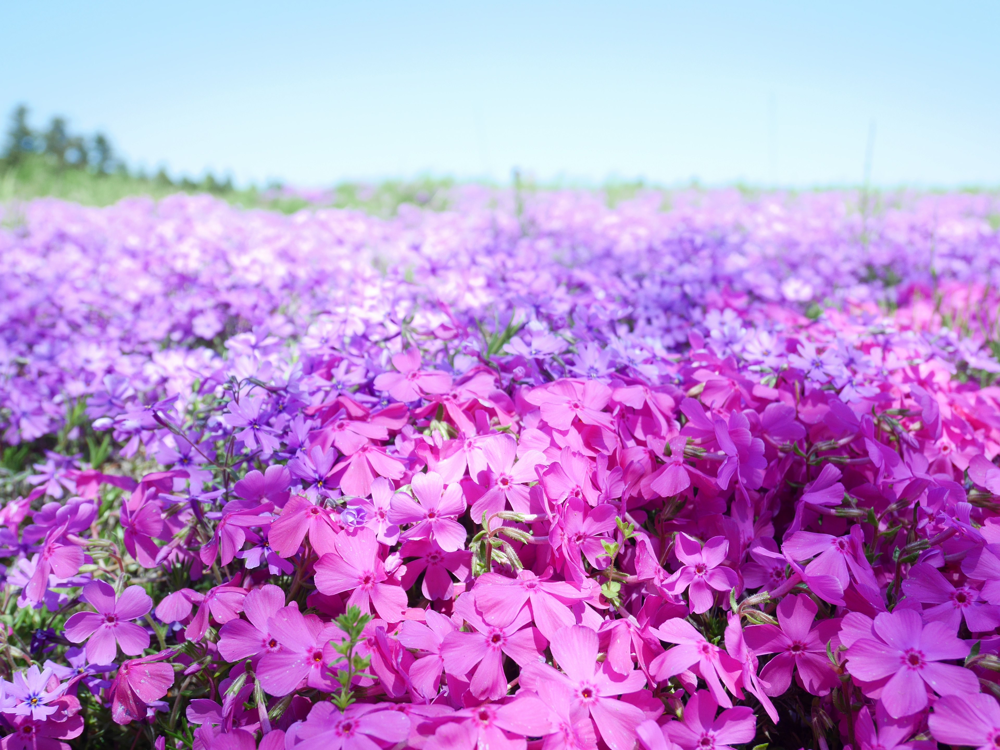 Un vibrante campo de flores moradas bajo un cielo azul claro