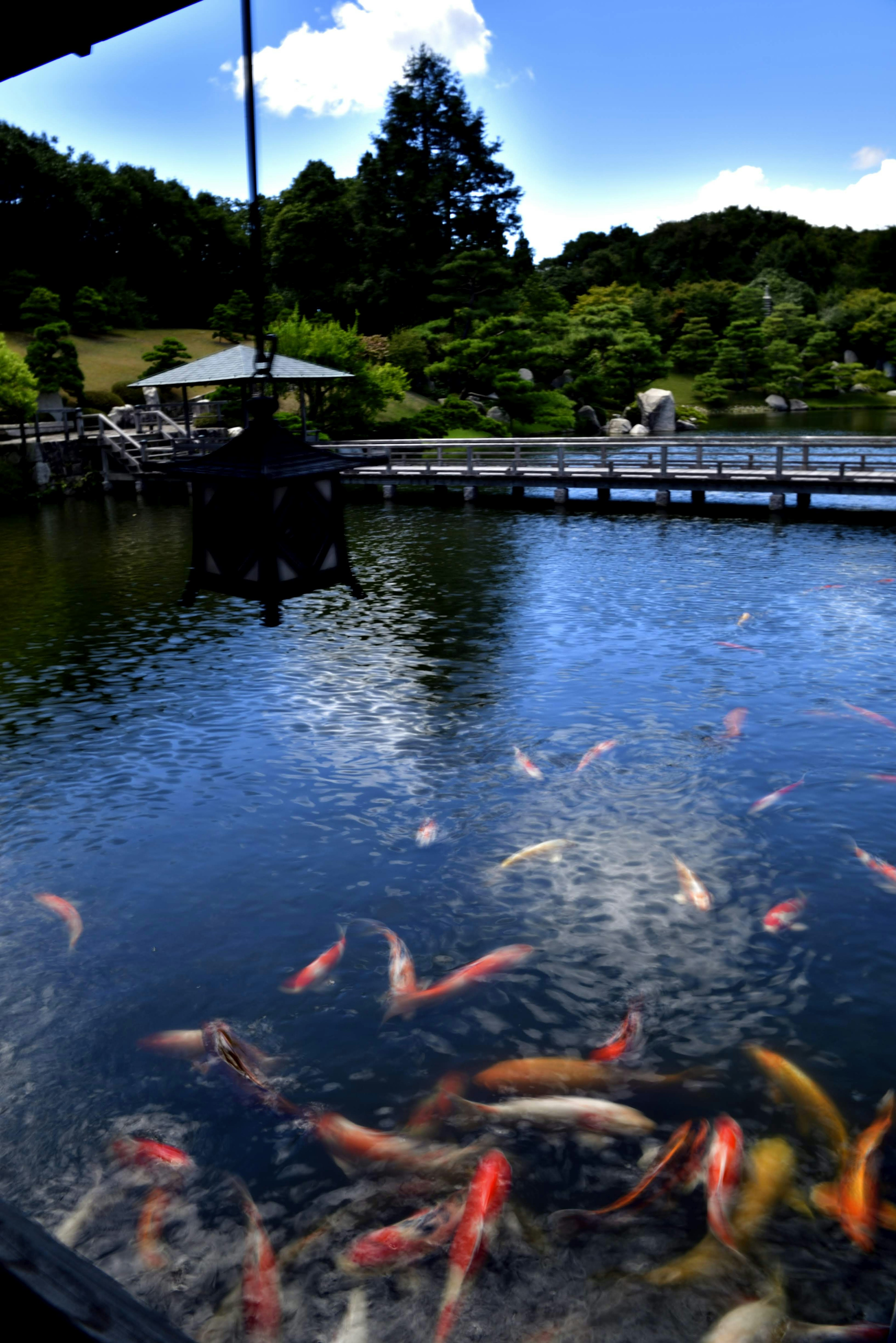 池に泳ぐ色とりどりの鯉と周囲の緑の風景