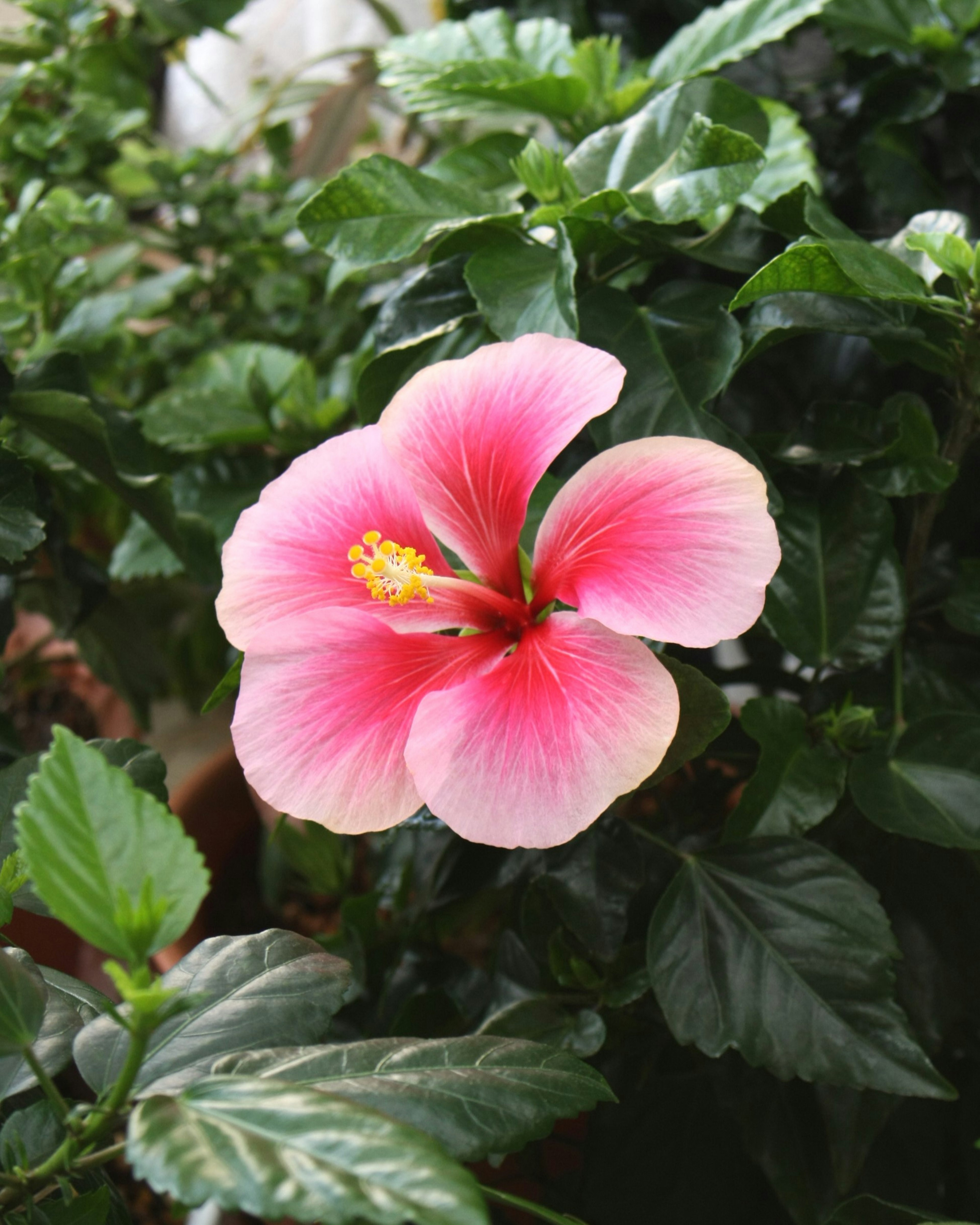 Bunga hibiscus merah muda yang cerah dengan daun hijau