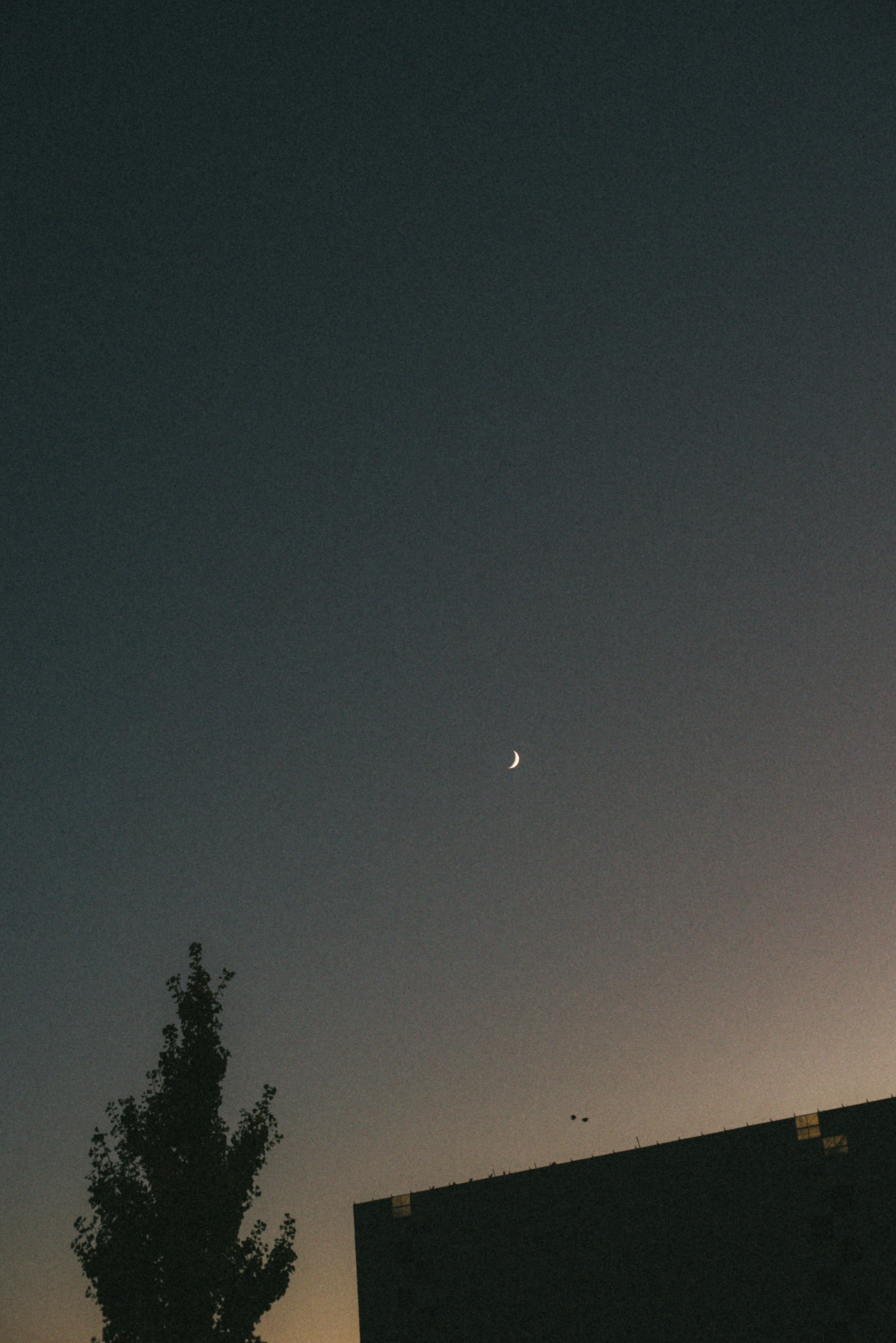 Moon visible in twilight sky with silhouette of a tree