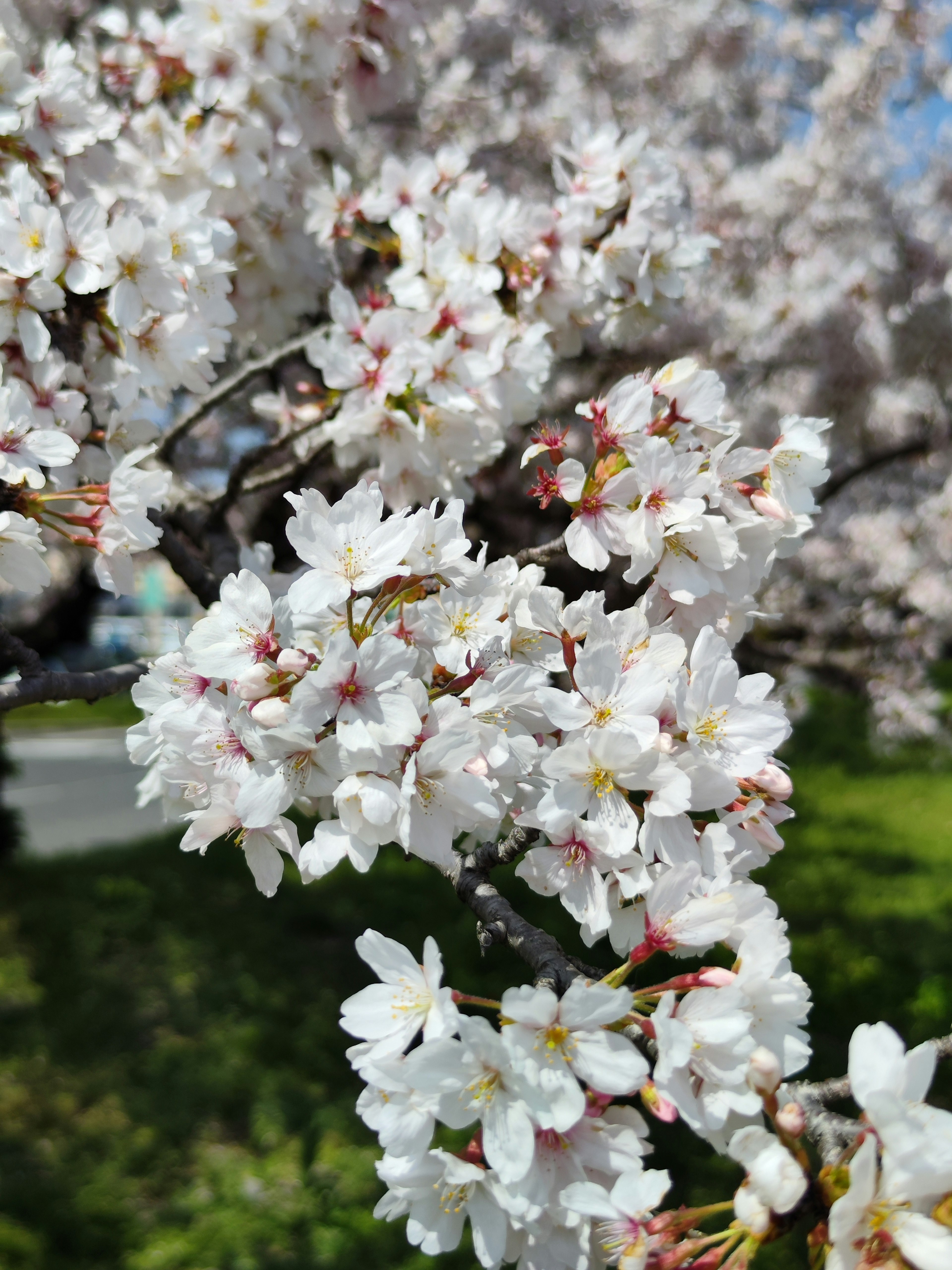 Kedekatan bunga sakura di cabang