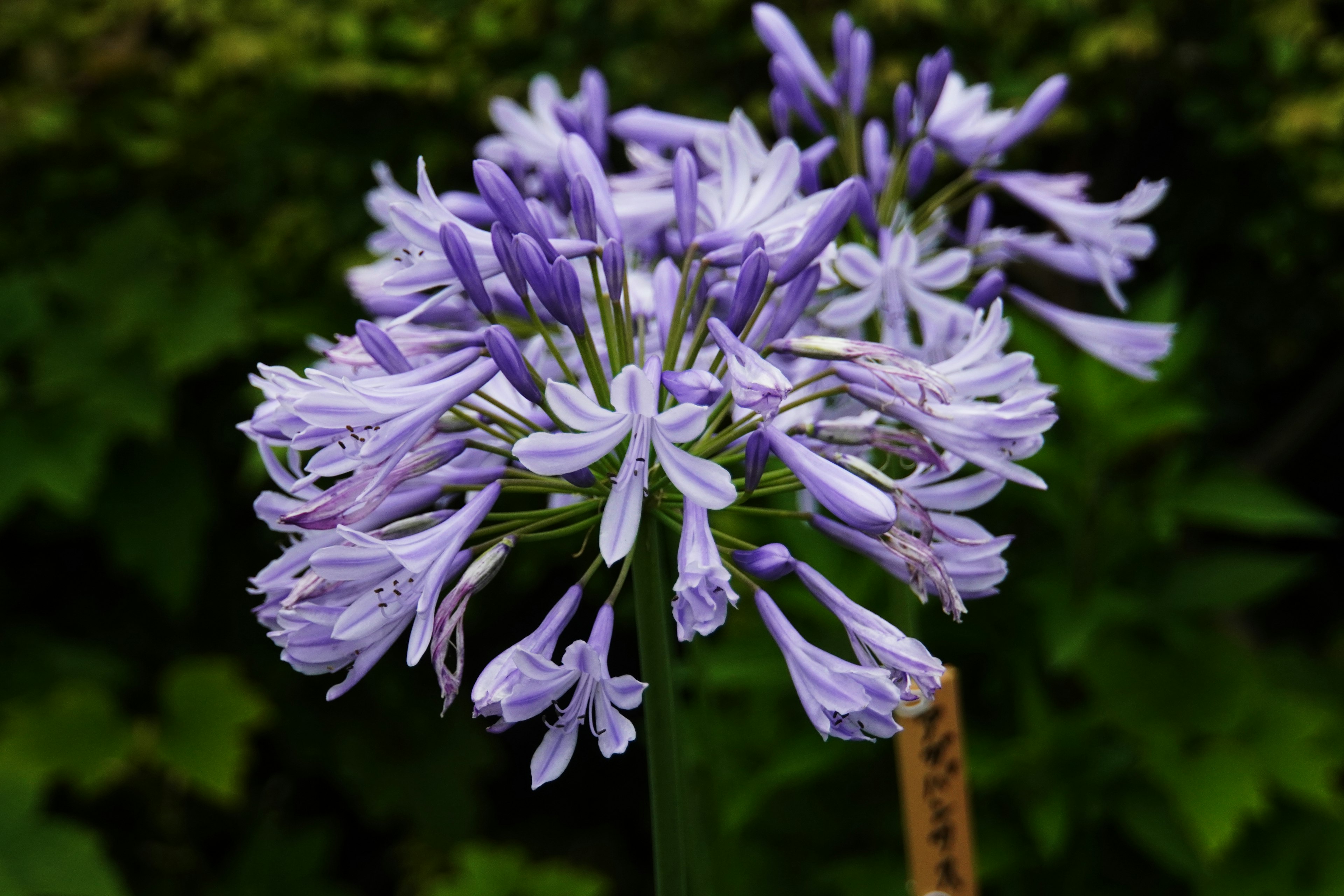 Cluster aus lila Blumen mit langen Blütenblättern vor grünem Hintergrund