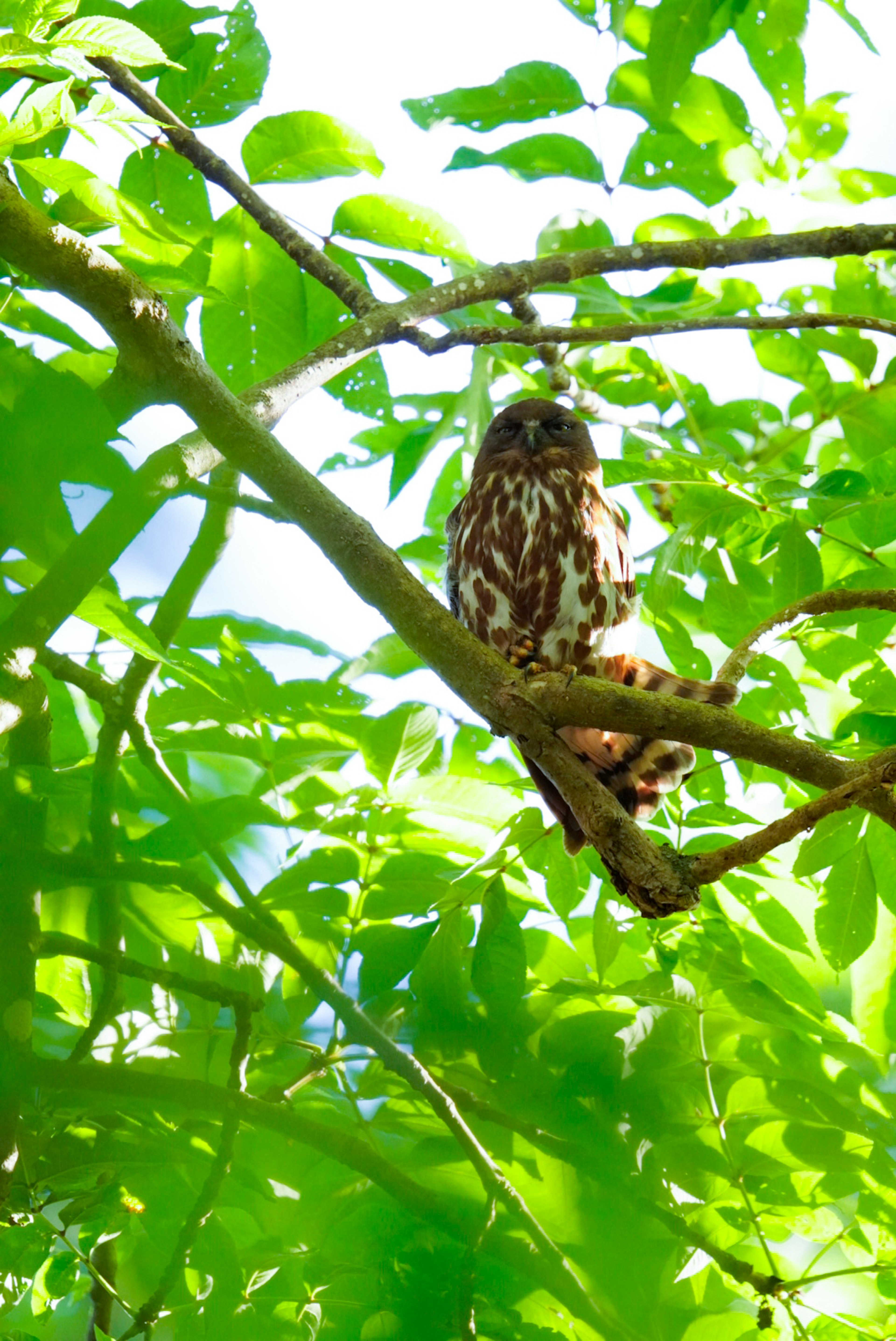 Burung bertengger di antara daun hijau di bawah sinar matahari