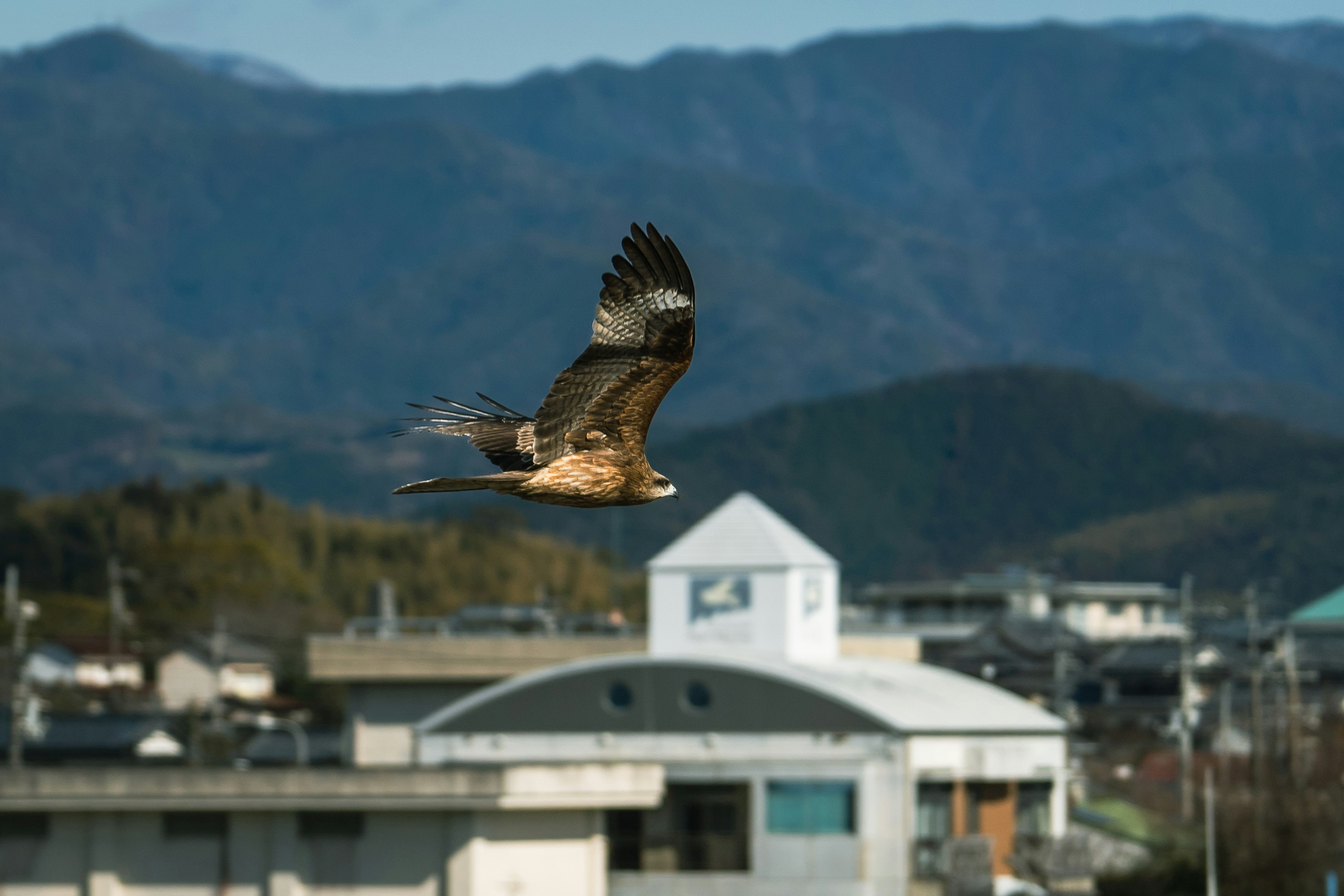 A hawk flying against a mountainous background