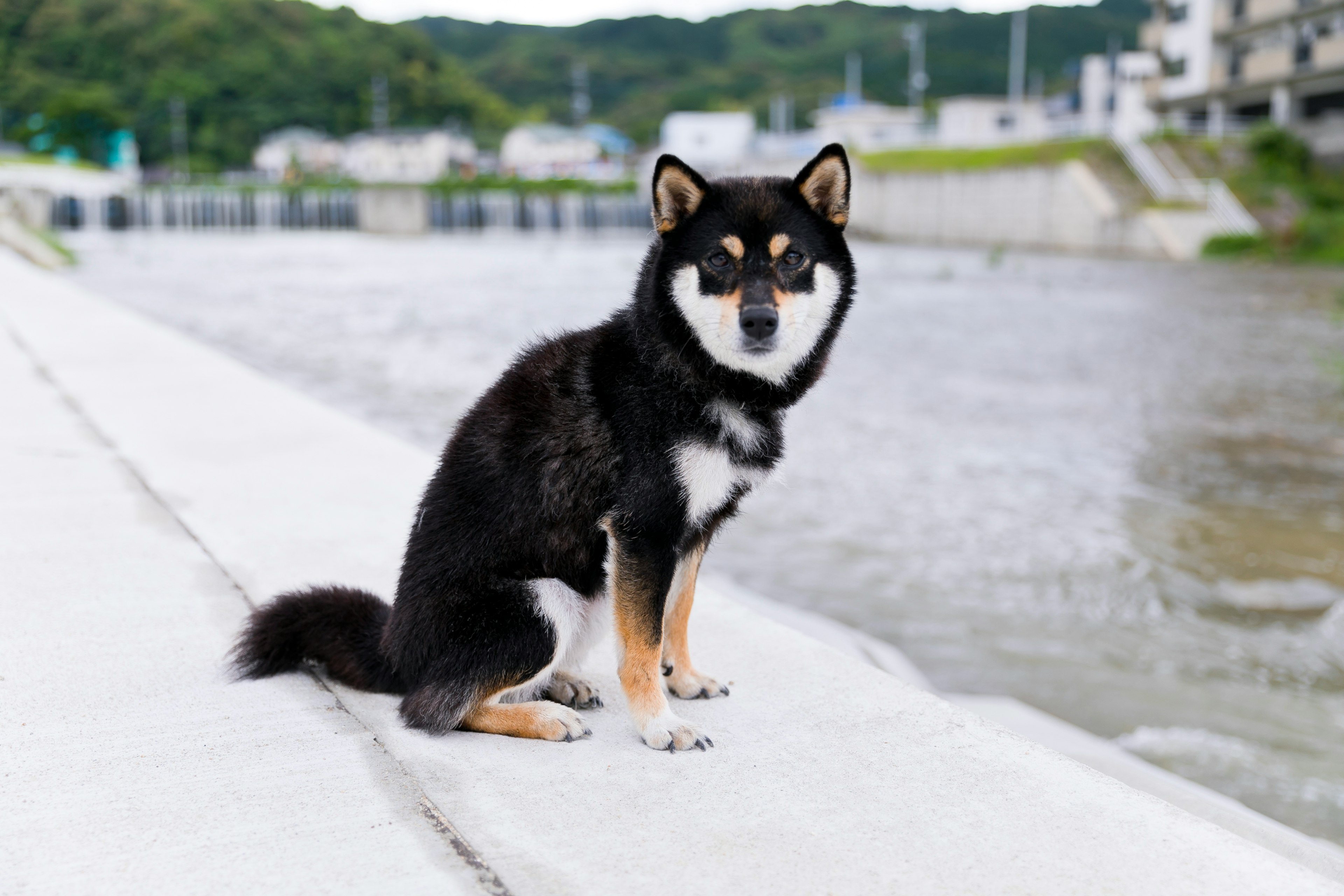 黒い柴犬が川のそばに座っている