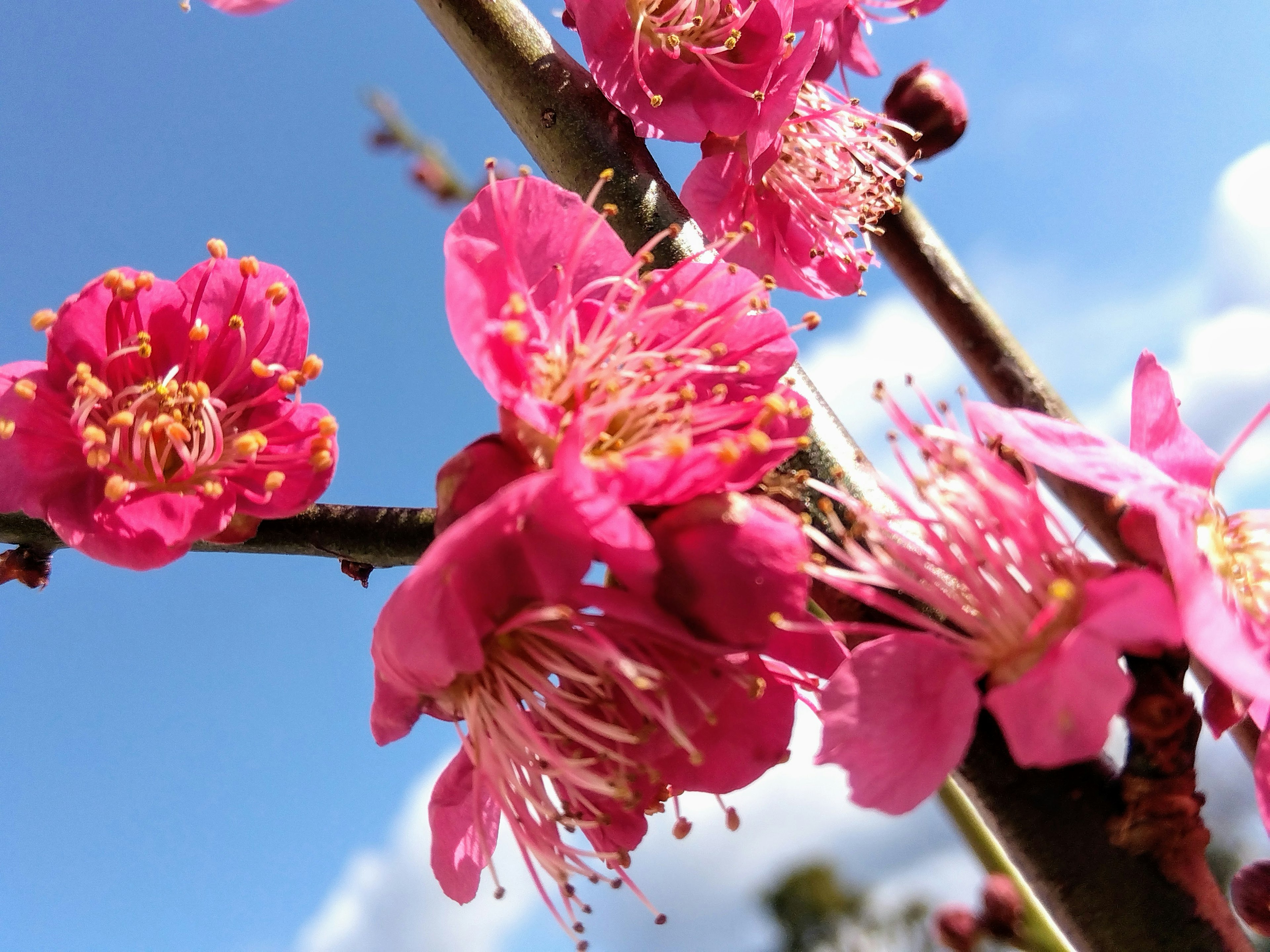 Close-up bunga pink cerah mekar di cabang dengan latar belakang langit biru