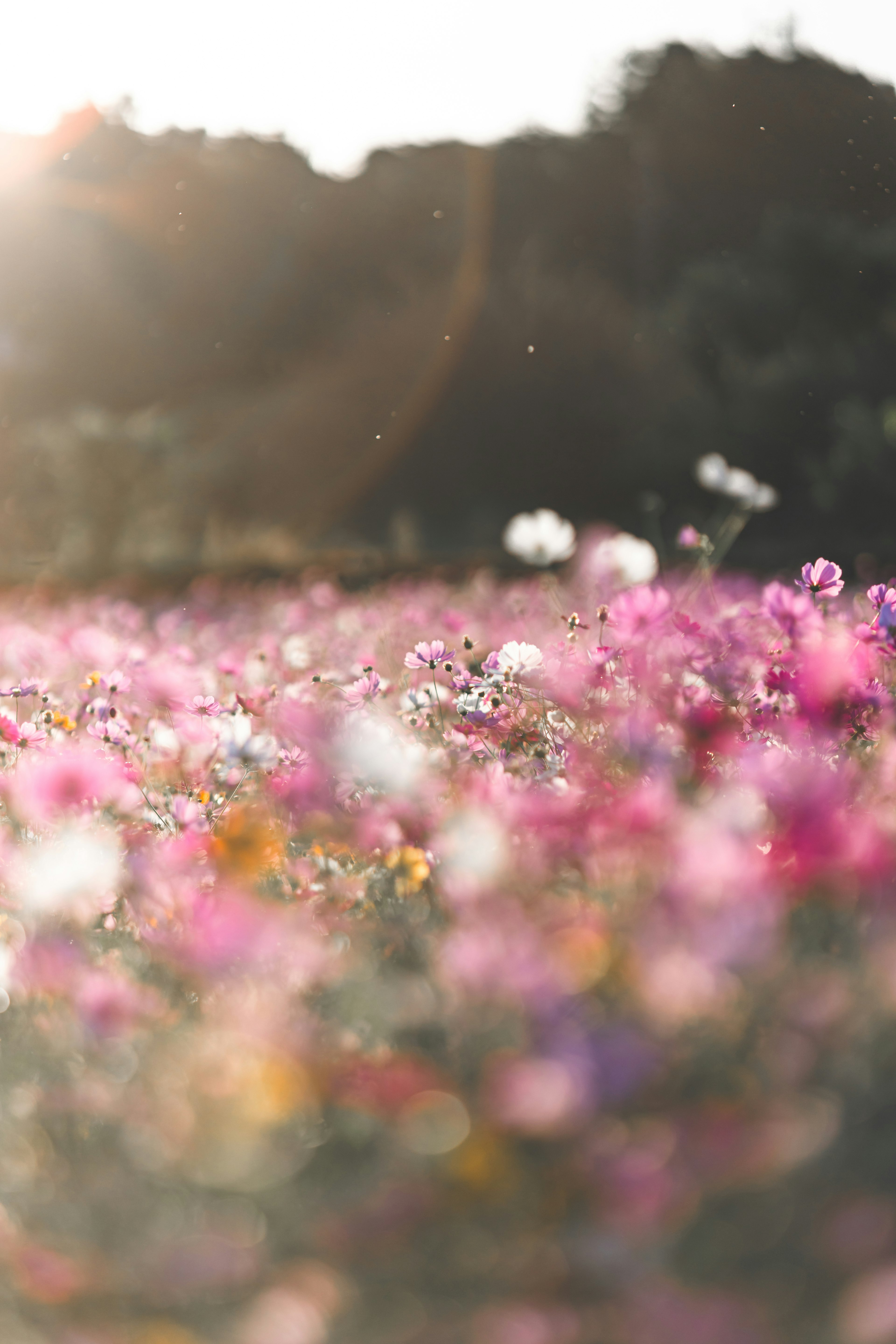 A field of colorful flowers illuminated by soft sunlight