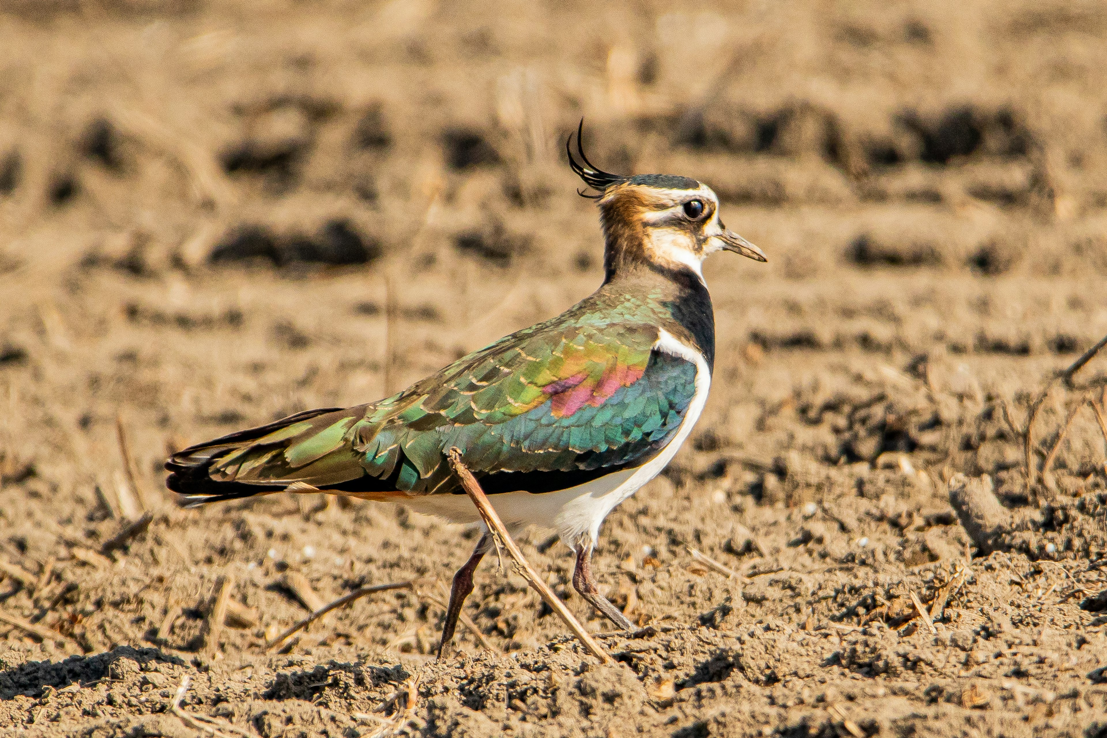 Colorful bird walking on dry soil