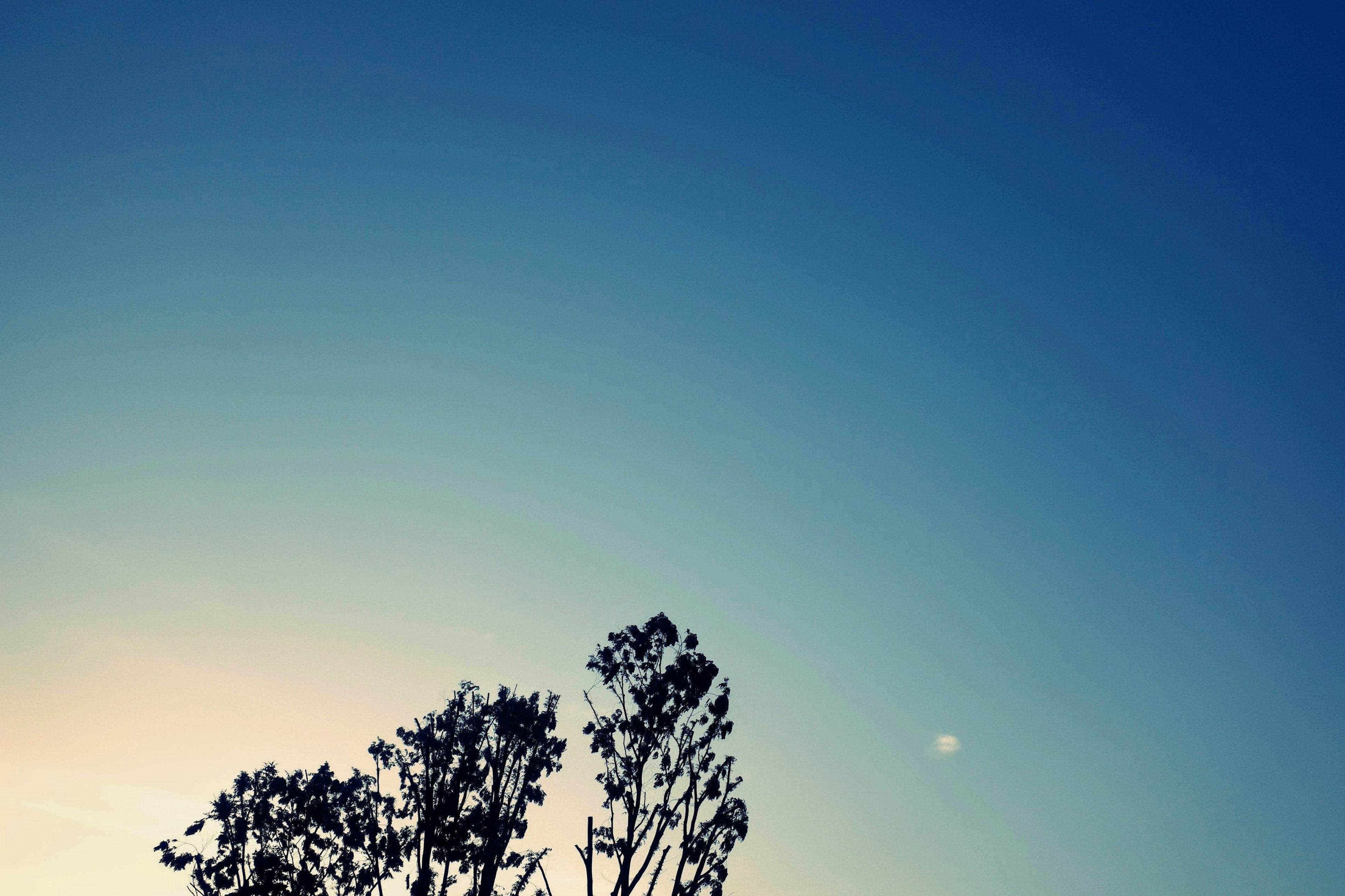 Landscape featuring silhouetted trees against a blue sky