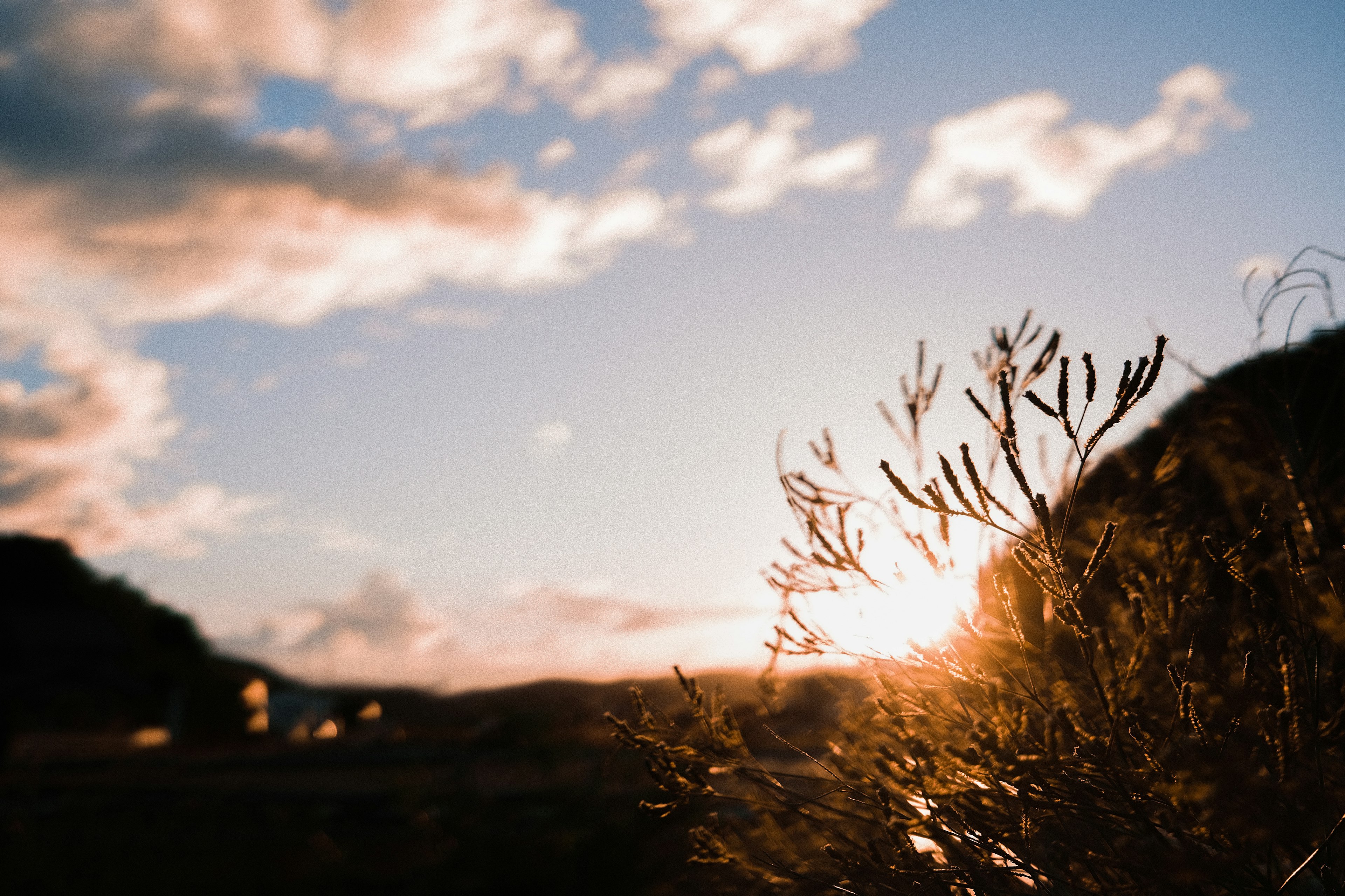 Beautiful landscape with sunlight shining through grass at sunset