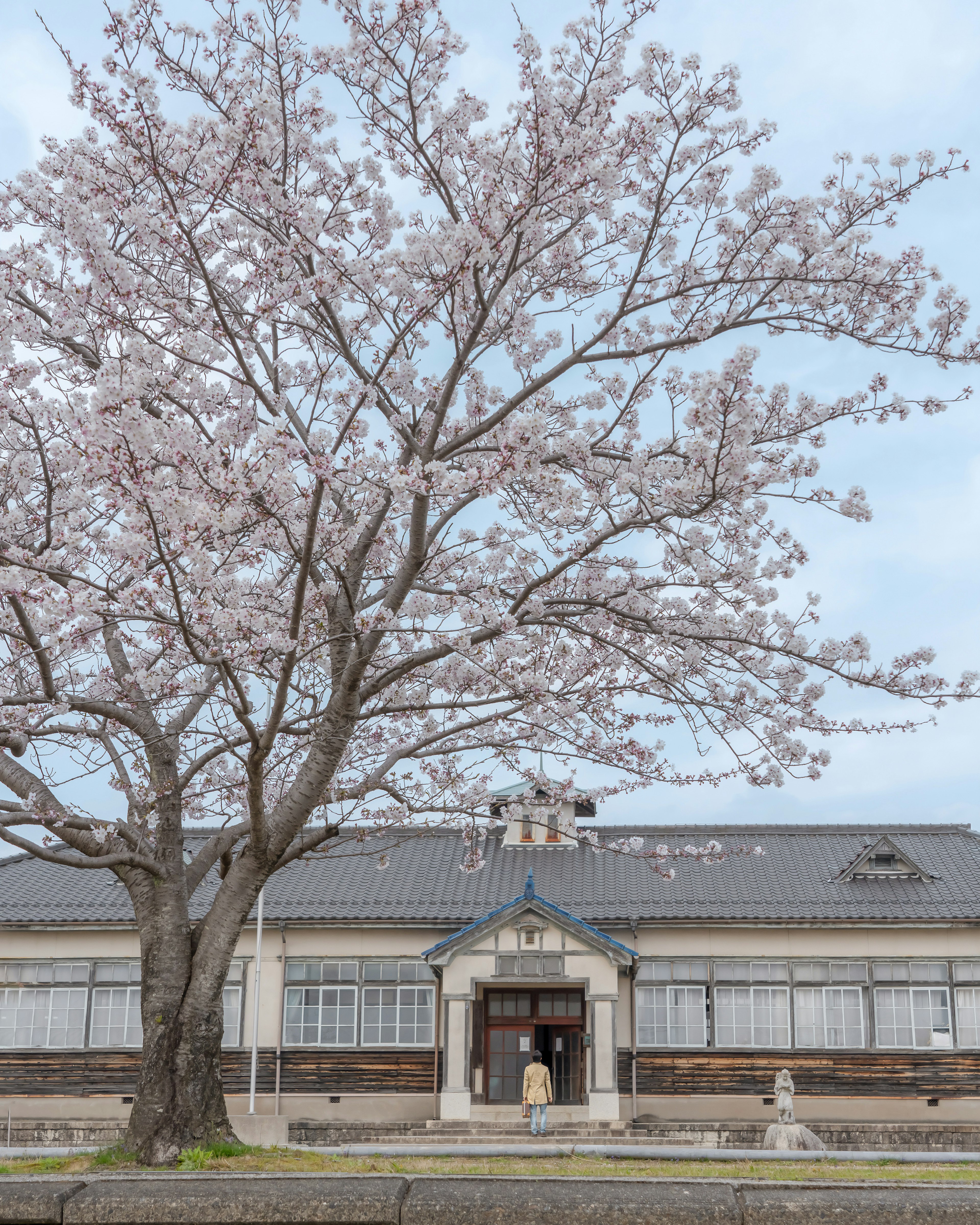 Bâtiment scolaire historique avec cerisier en fleurs