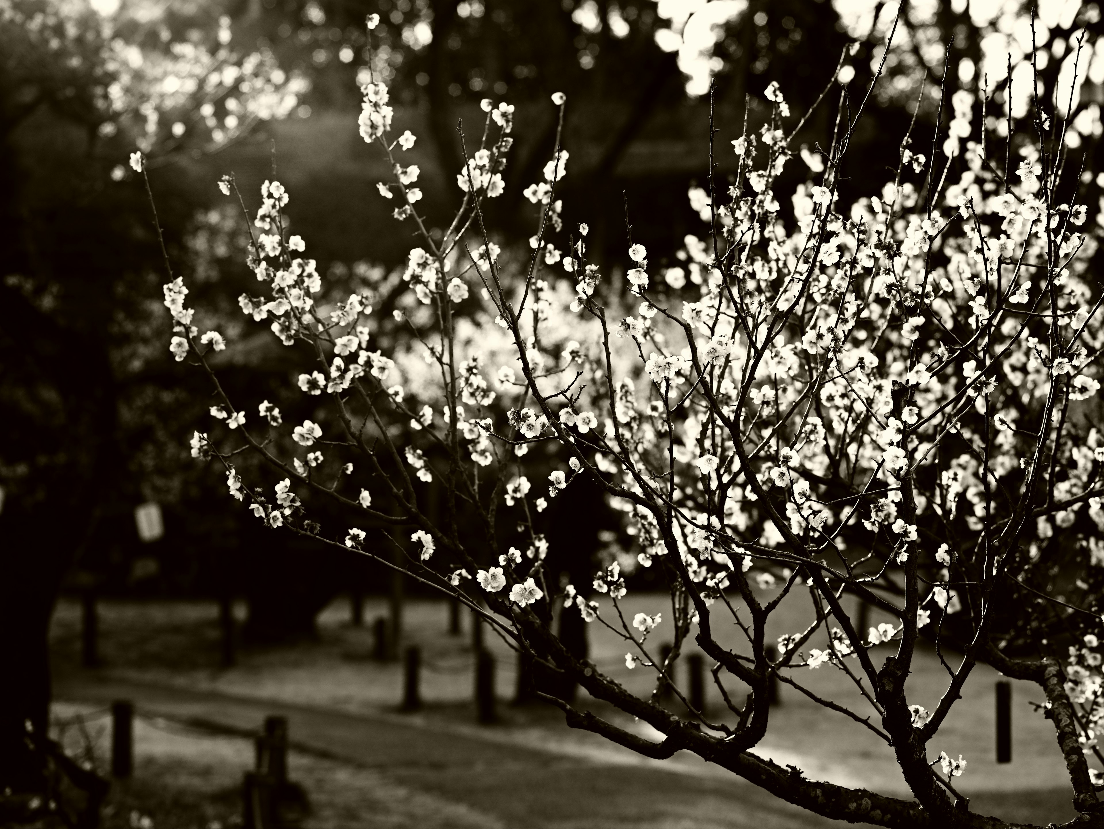 白い花が咲く枝とぼんやりした背景の風景