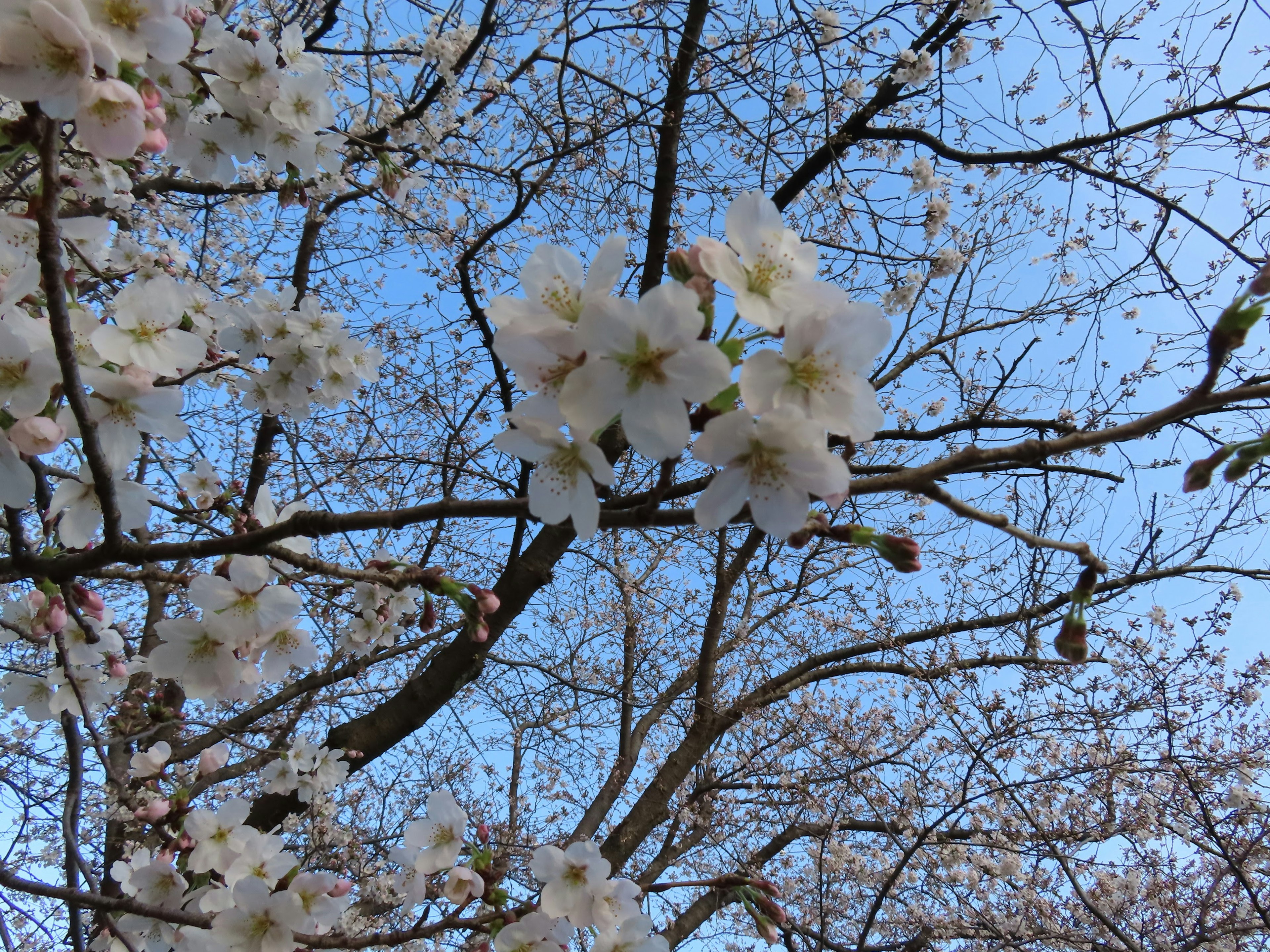 White cherry blossoms blooming against a blue sky with bare branches