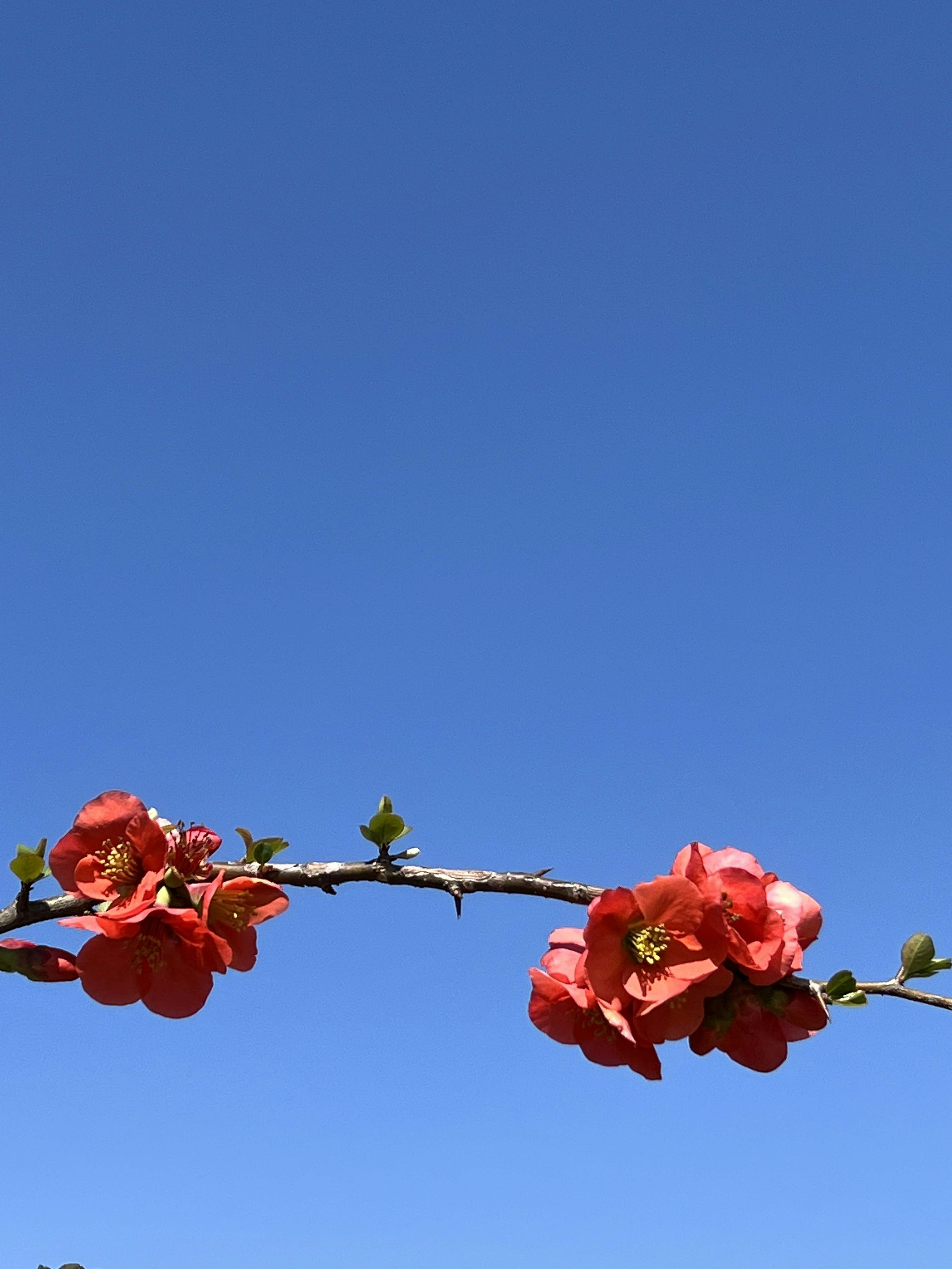 Branche de fleurs rouges sur un ciel bleu clair