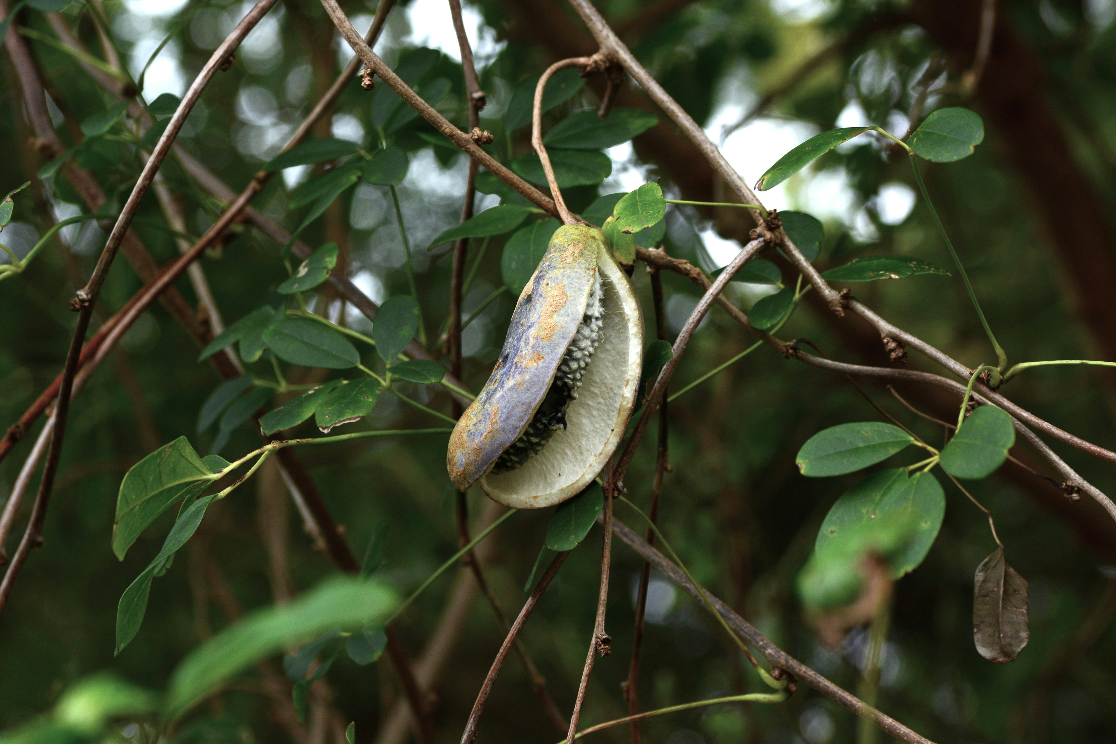 Unique-shaped fruit hanging among green leaves