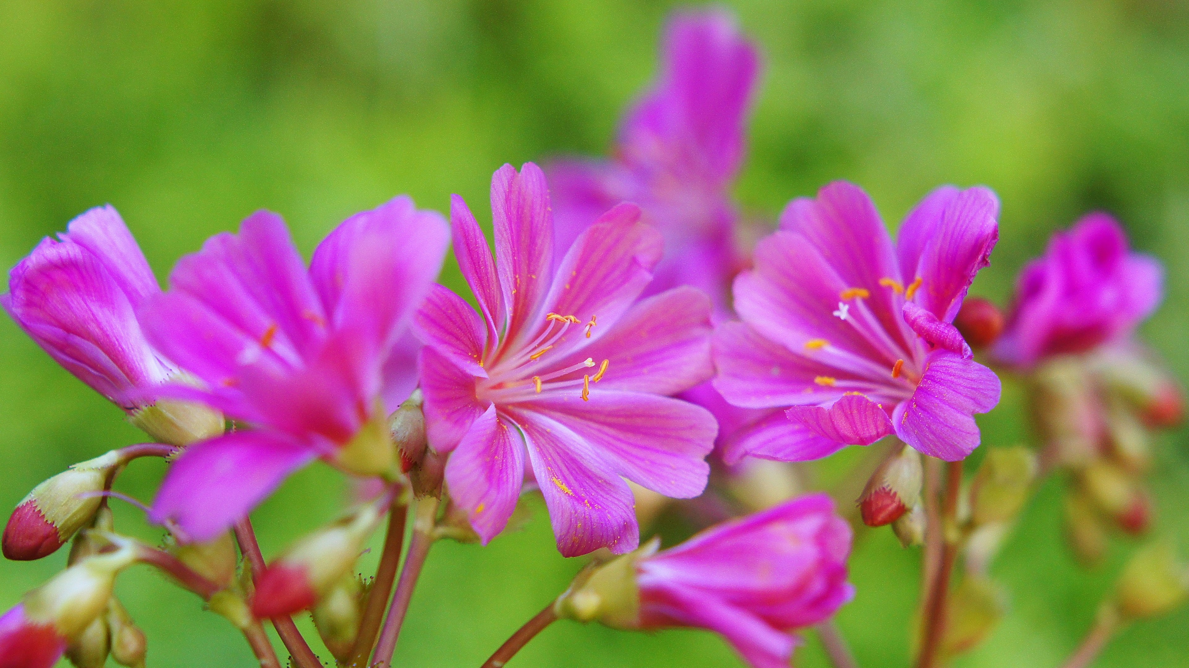 鮮やかなピンクの花が咲いている緑の背景の画像