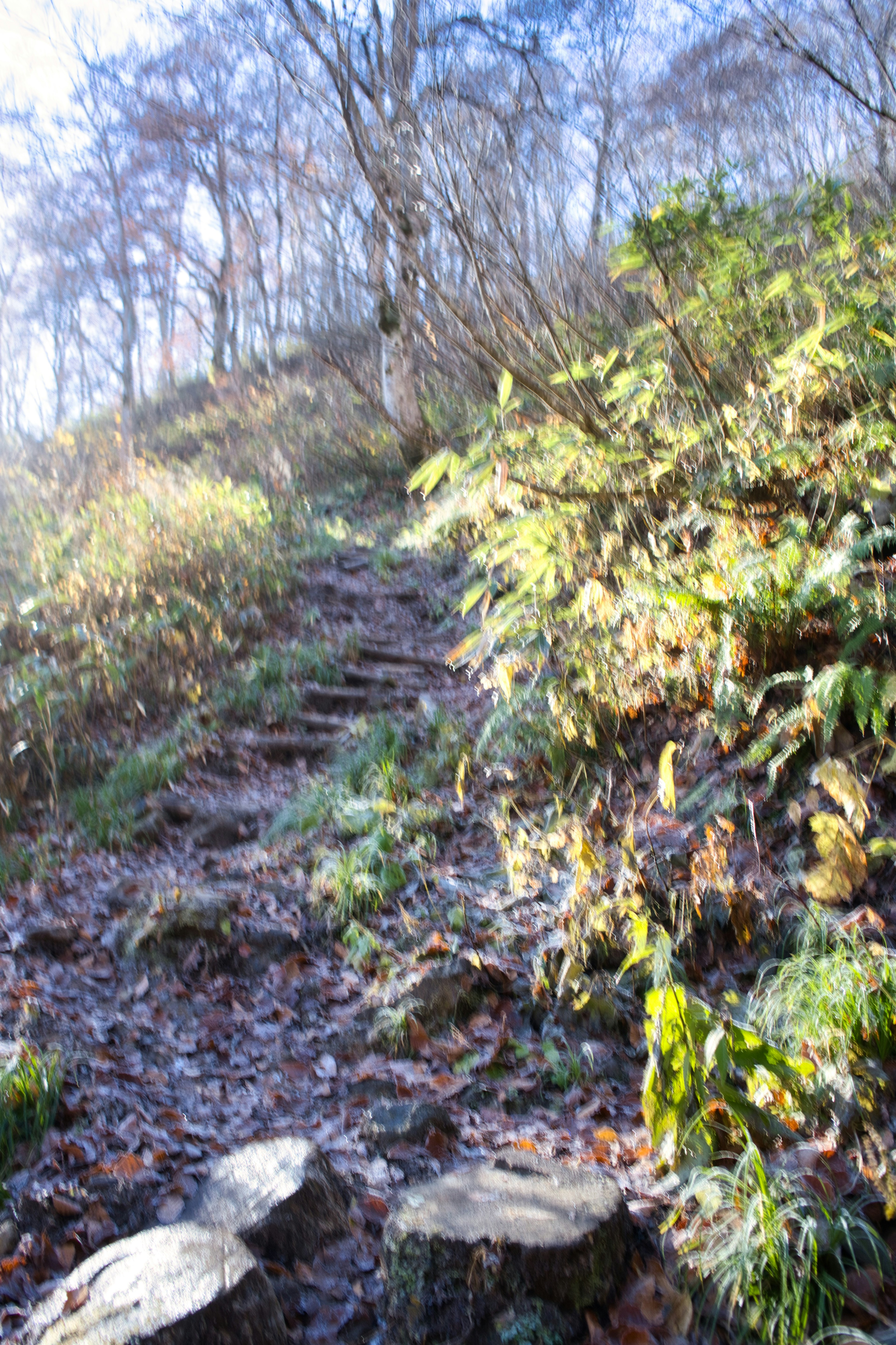 Ein malerischer Weg mit frostbedeckter Vegetation und Treppen, die nach oben führen