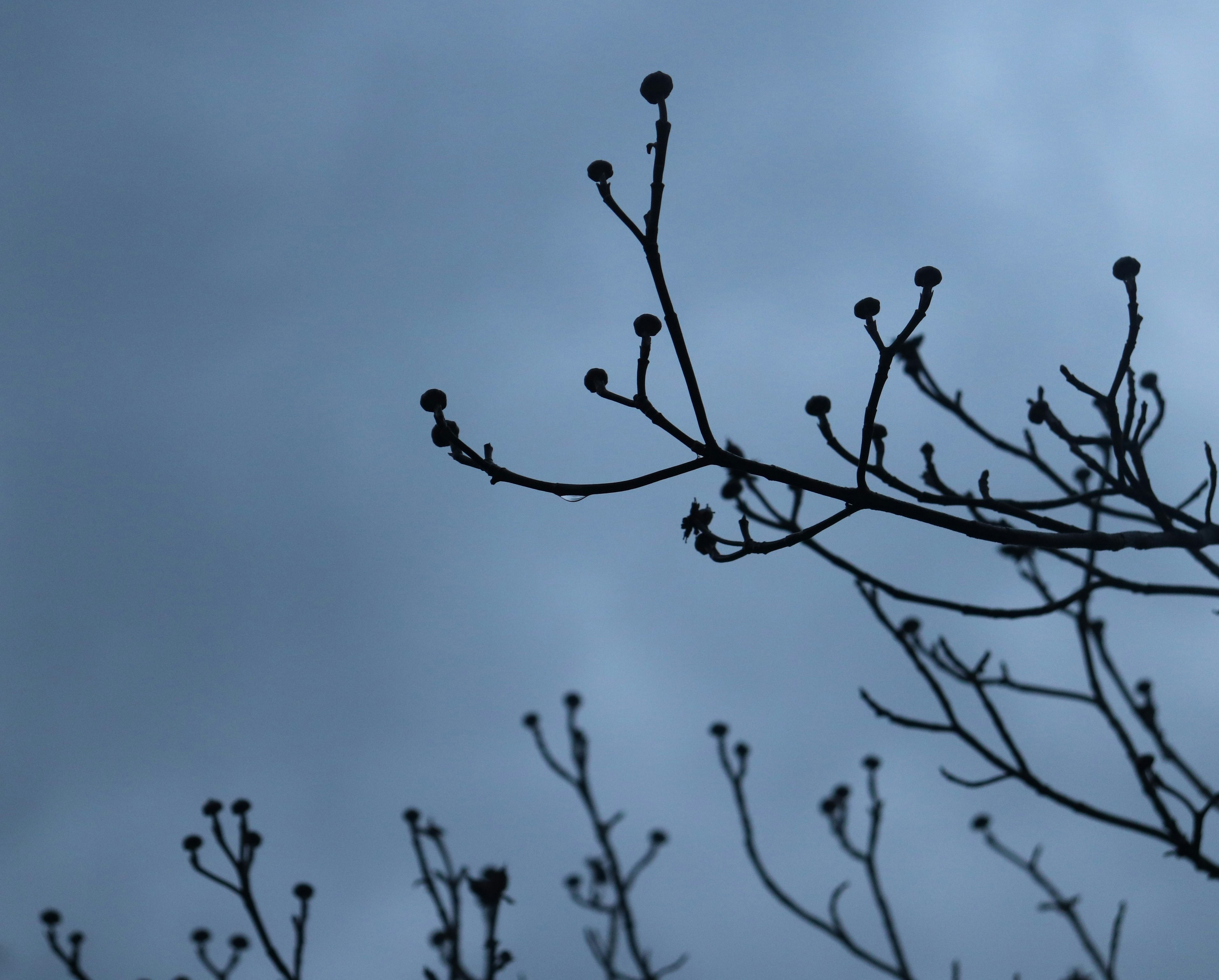 Dünne Äste mit Knospen vor einem dunklen Himmel