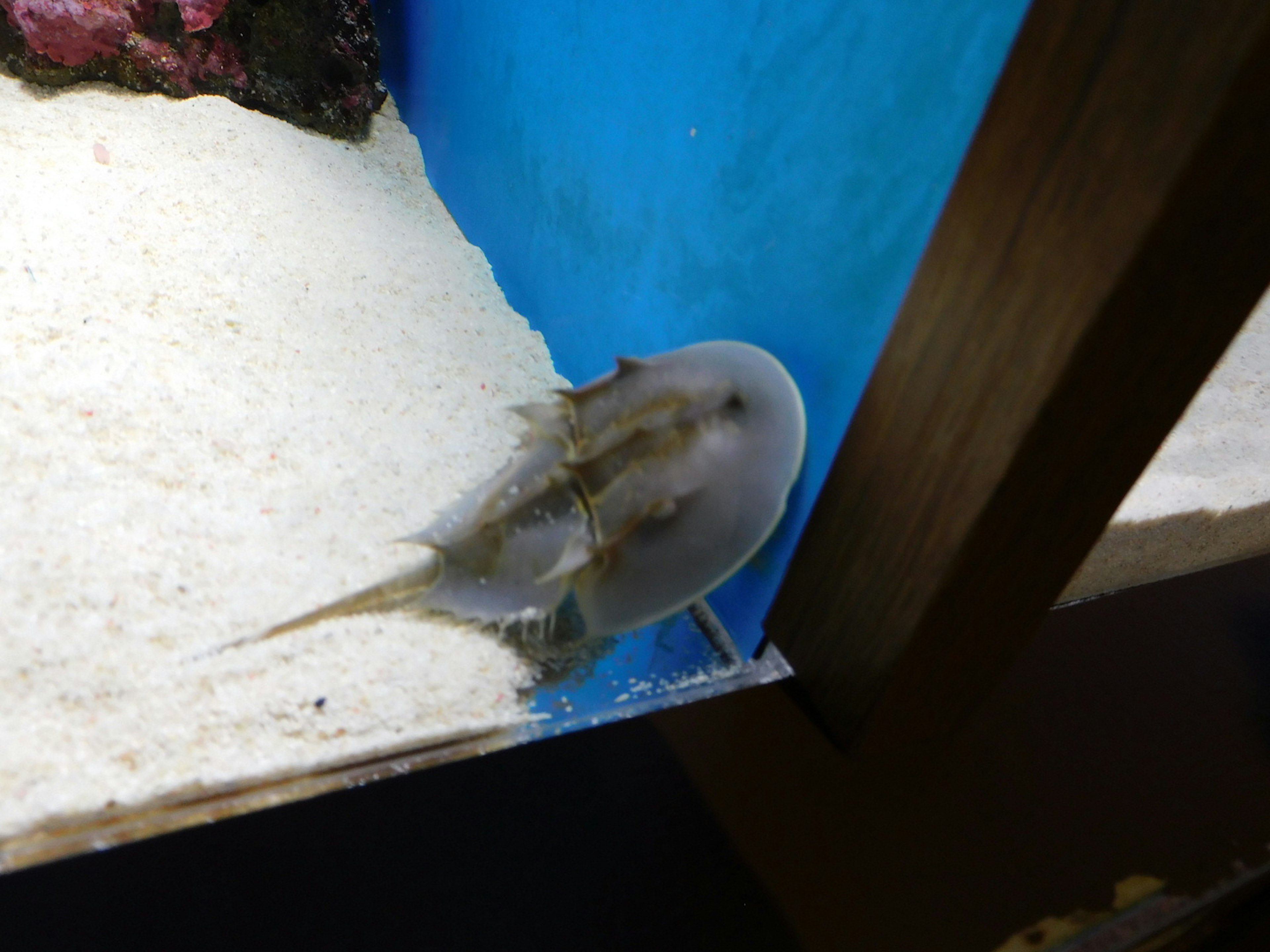 Ein Plattfisch, der auf dem Sand in einem Aquarium ruht