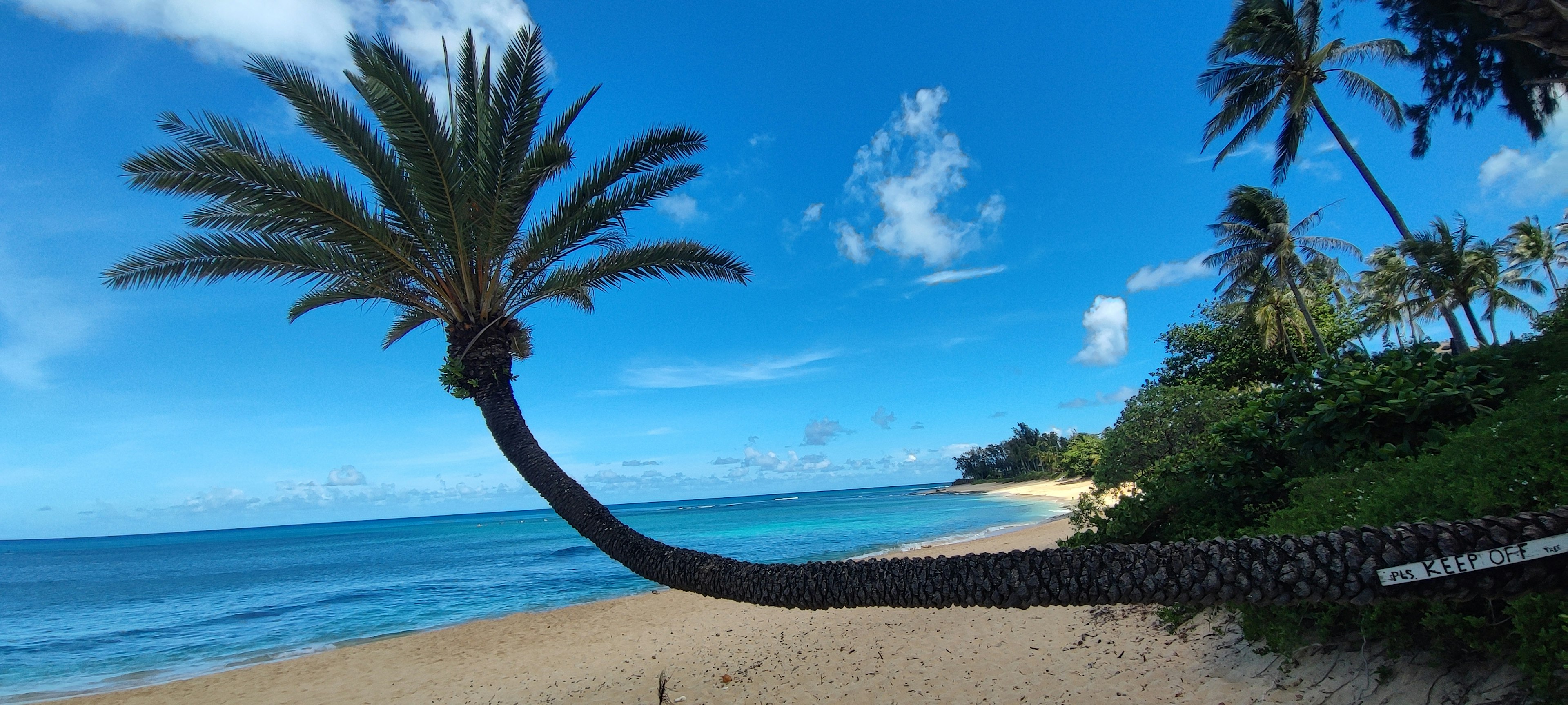 Eine über einen Sandstrand geneigte Palme mit einem blauen Ozean im Hintergrund