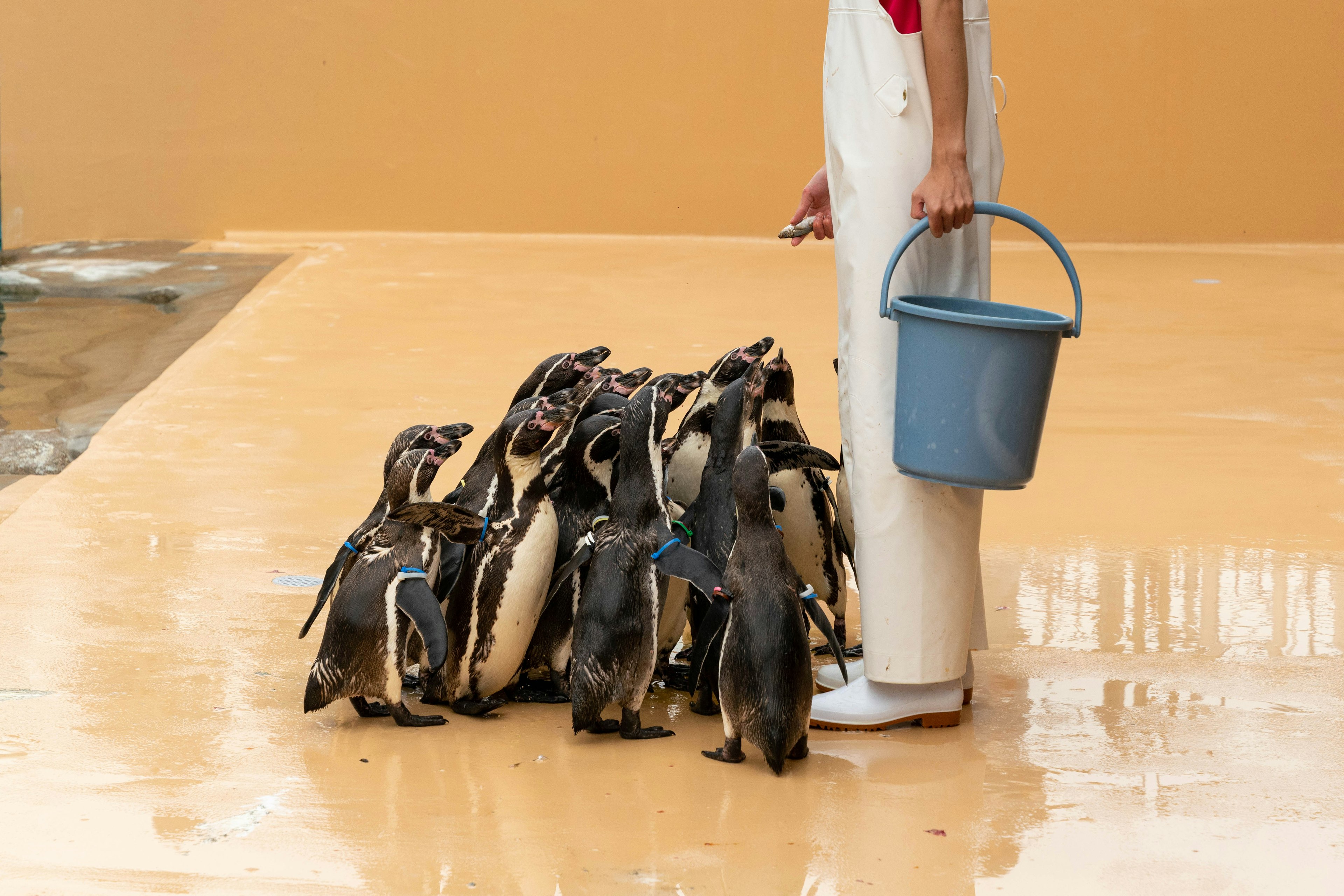 Un grupo de pingüinos reunidos alrededor de un cuidador que sostiene un balde