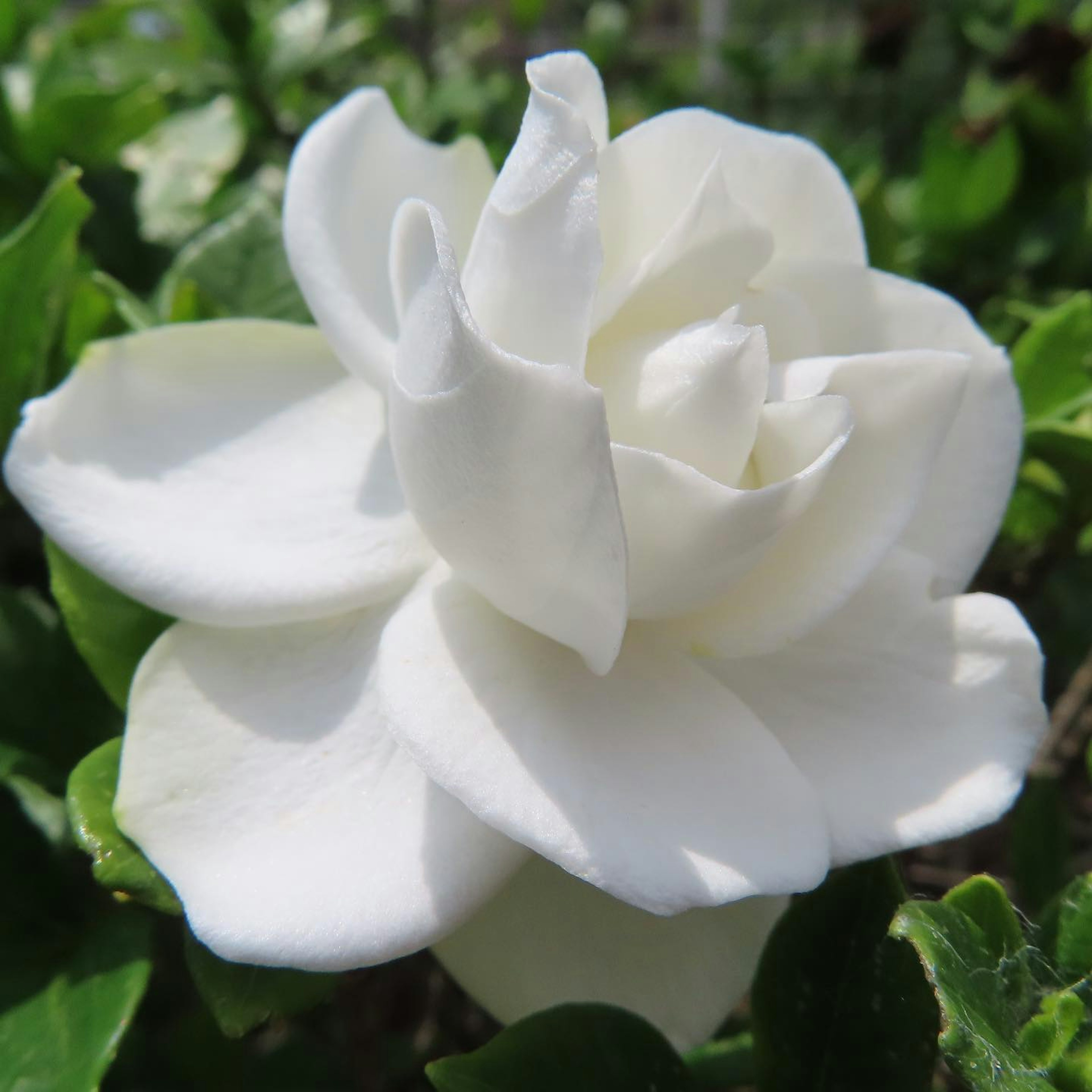 Weiße Gardenienblüte zwischen grünen Blättern