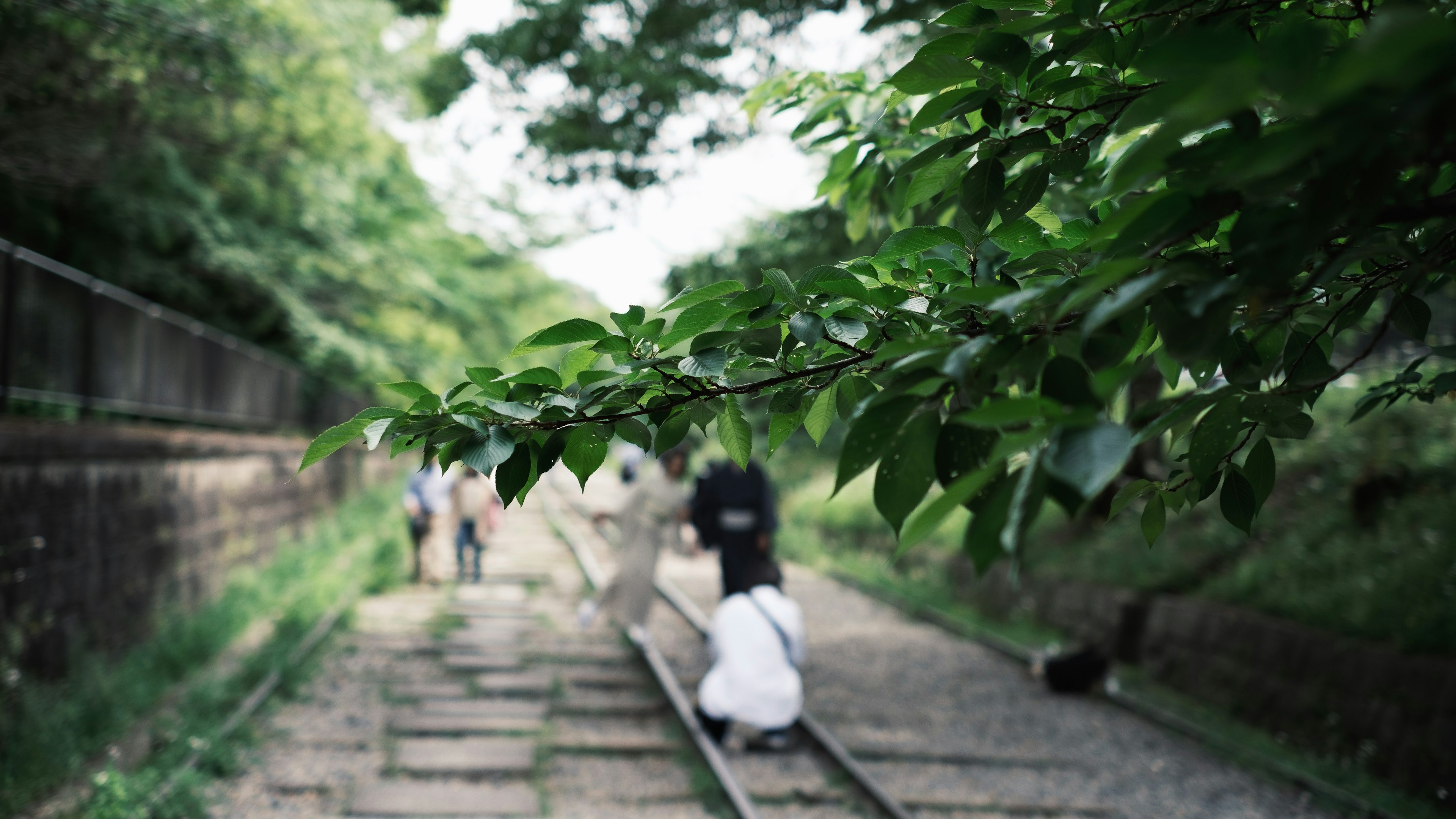 緑の葉が前景にあり、背景には線路と人々がいる